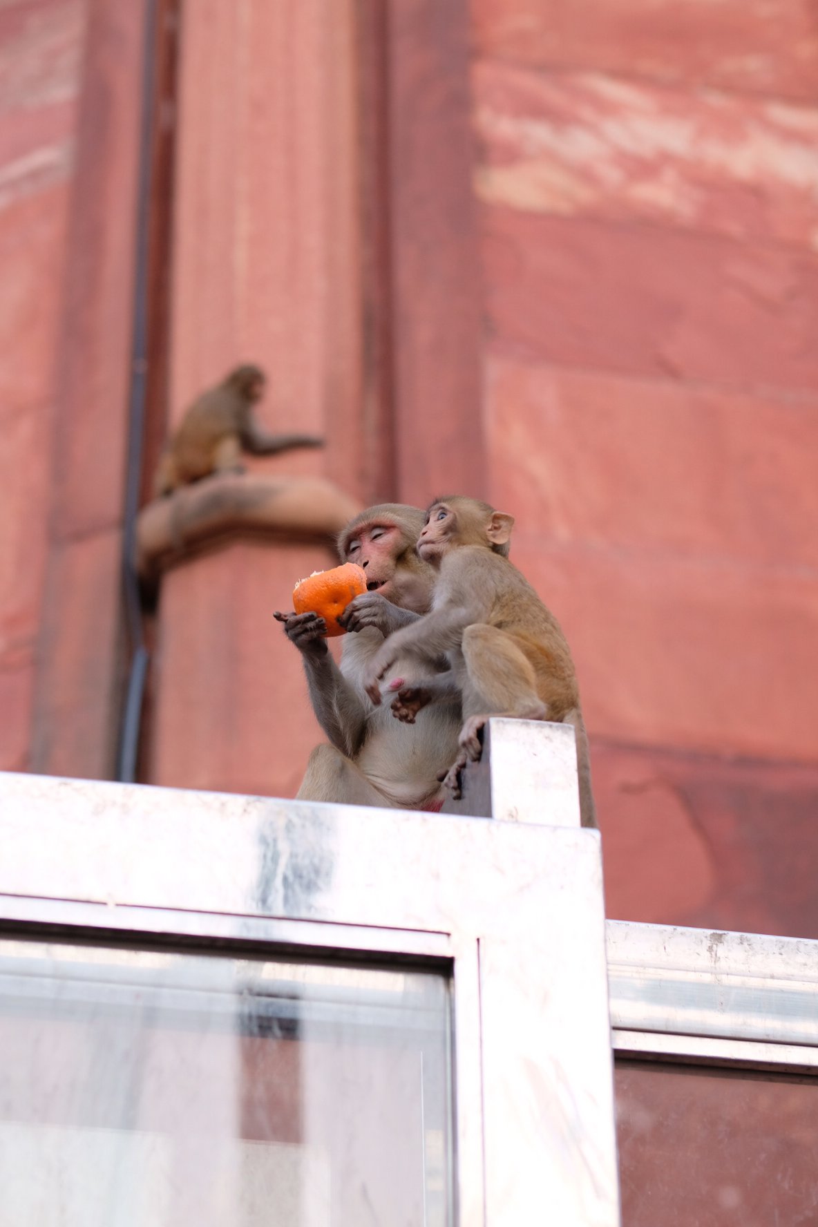 India 2026 (440 of 1053).jpg