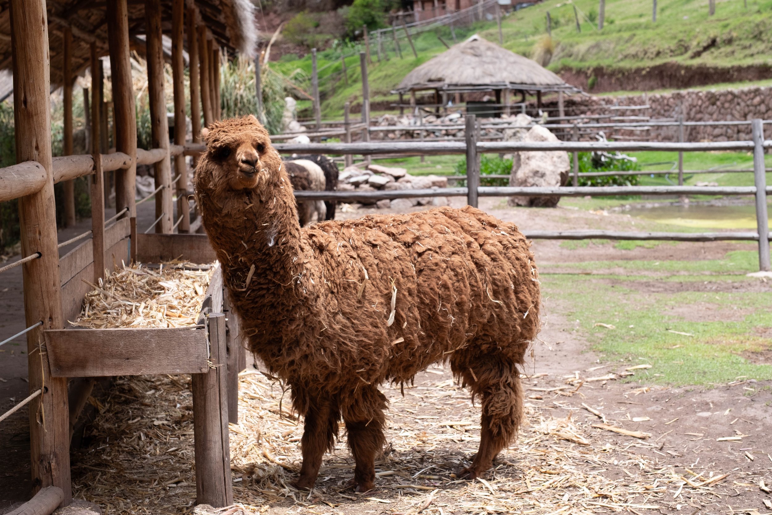 Peru Photos (236 of 1056).jpg