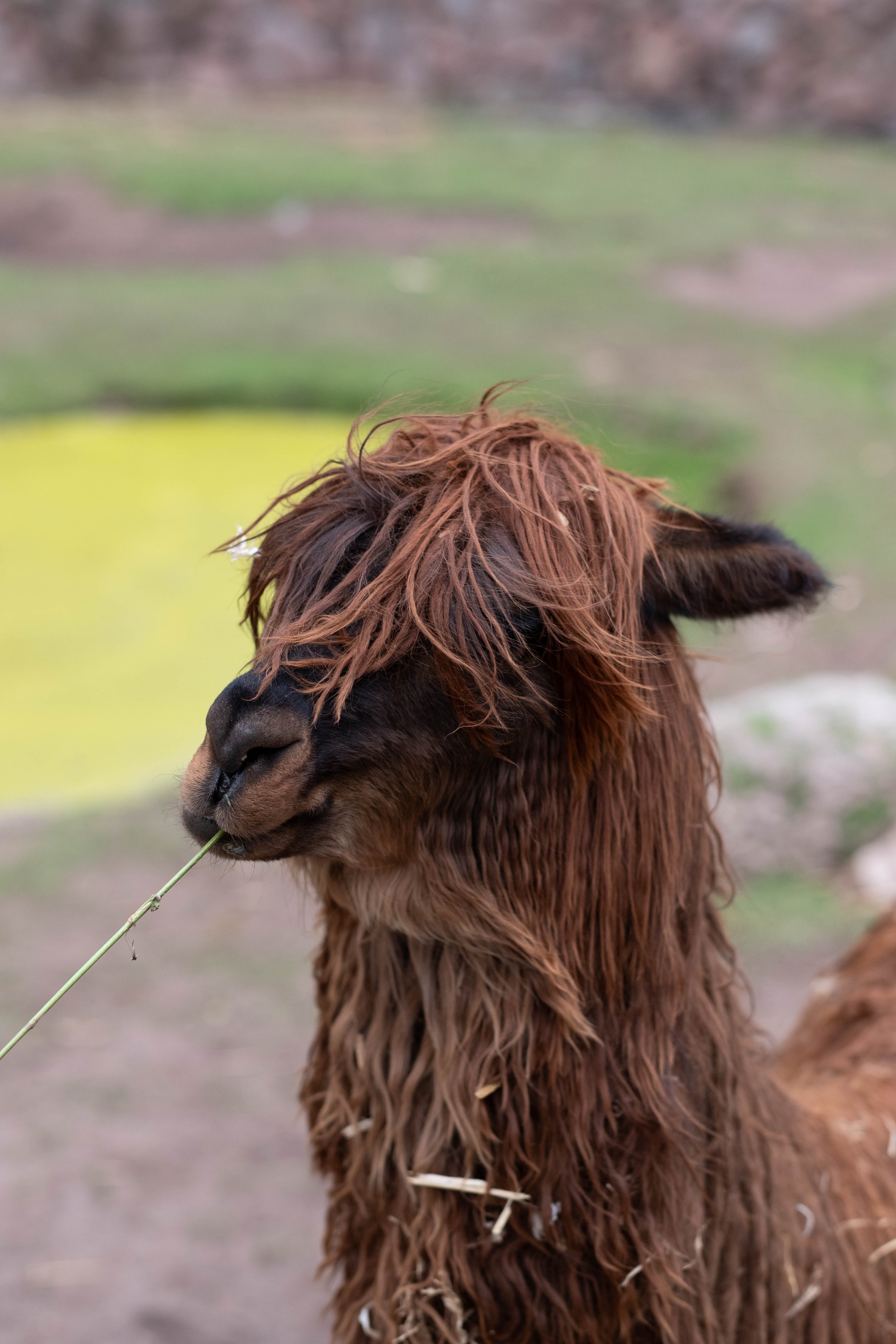 Peru Photos (284 of 1056).jpg