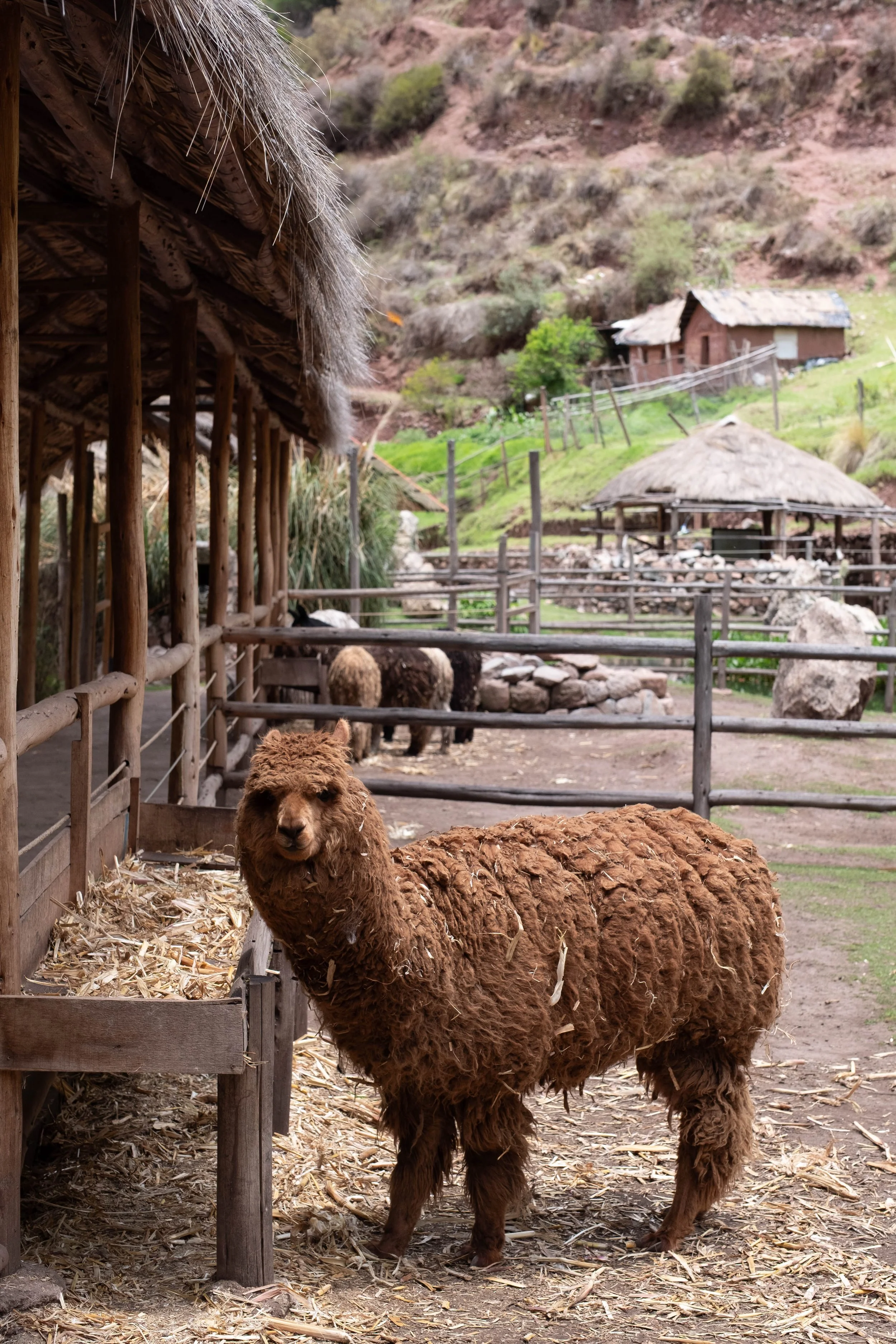 Peru Photos (238 of 1056).jpg