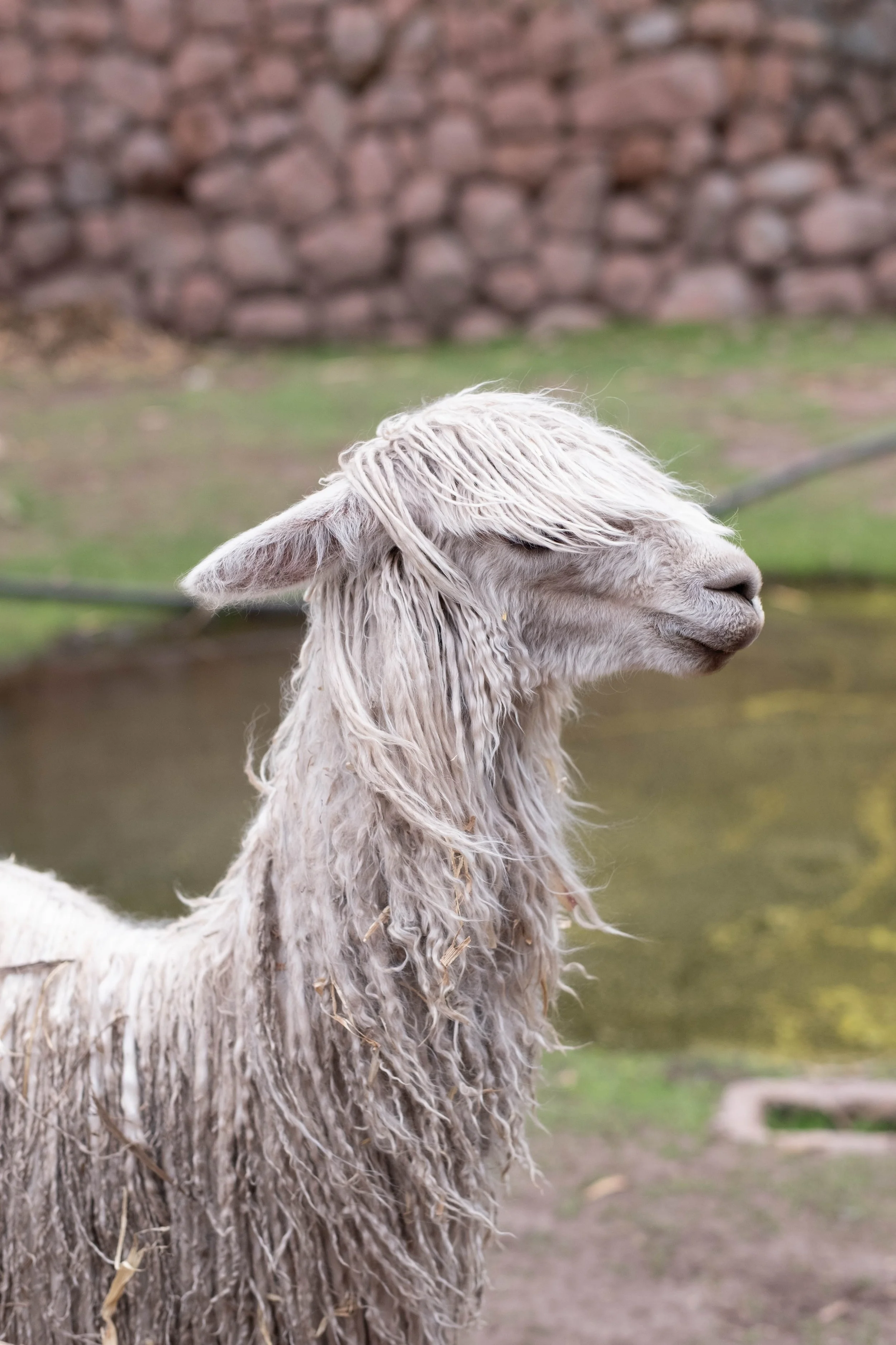 Peru Photos (285 of 1056).jpg