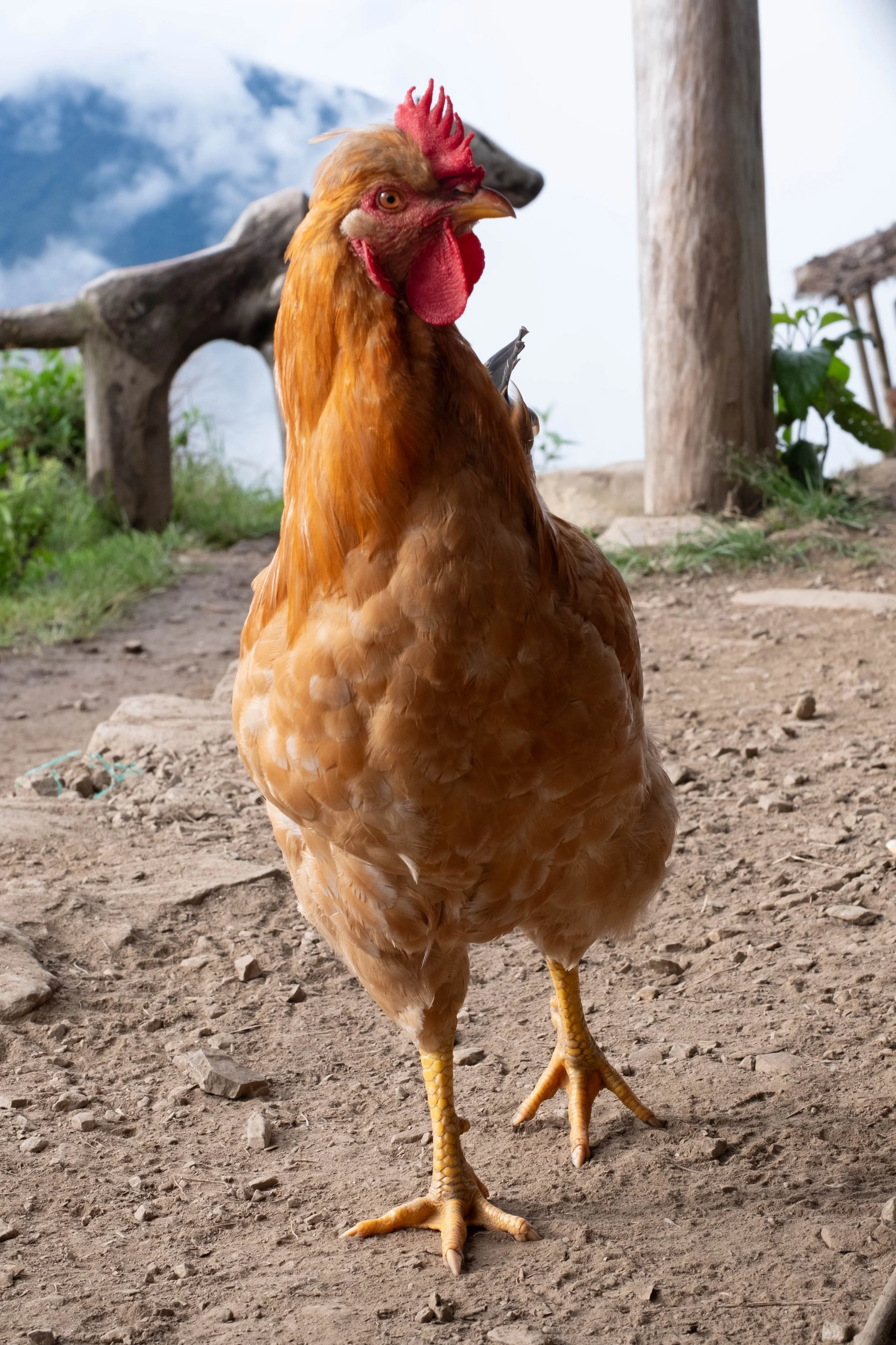 Peru Photos (600 of 1056).jpg