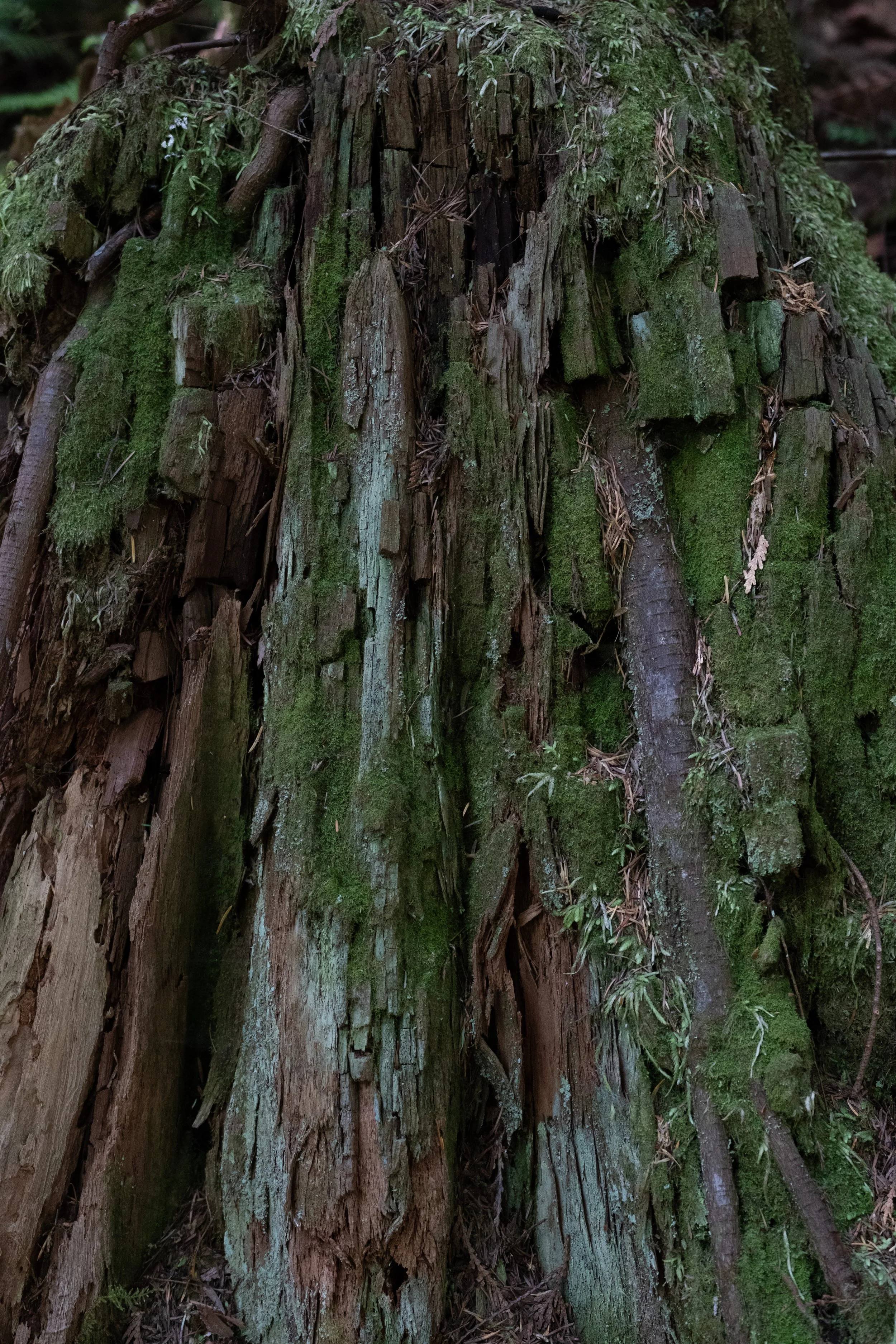 WestCoastTrip-106.jpg