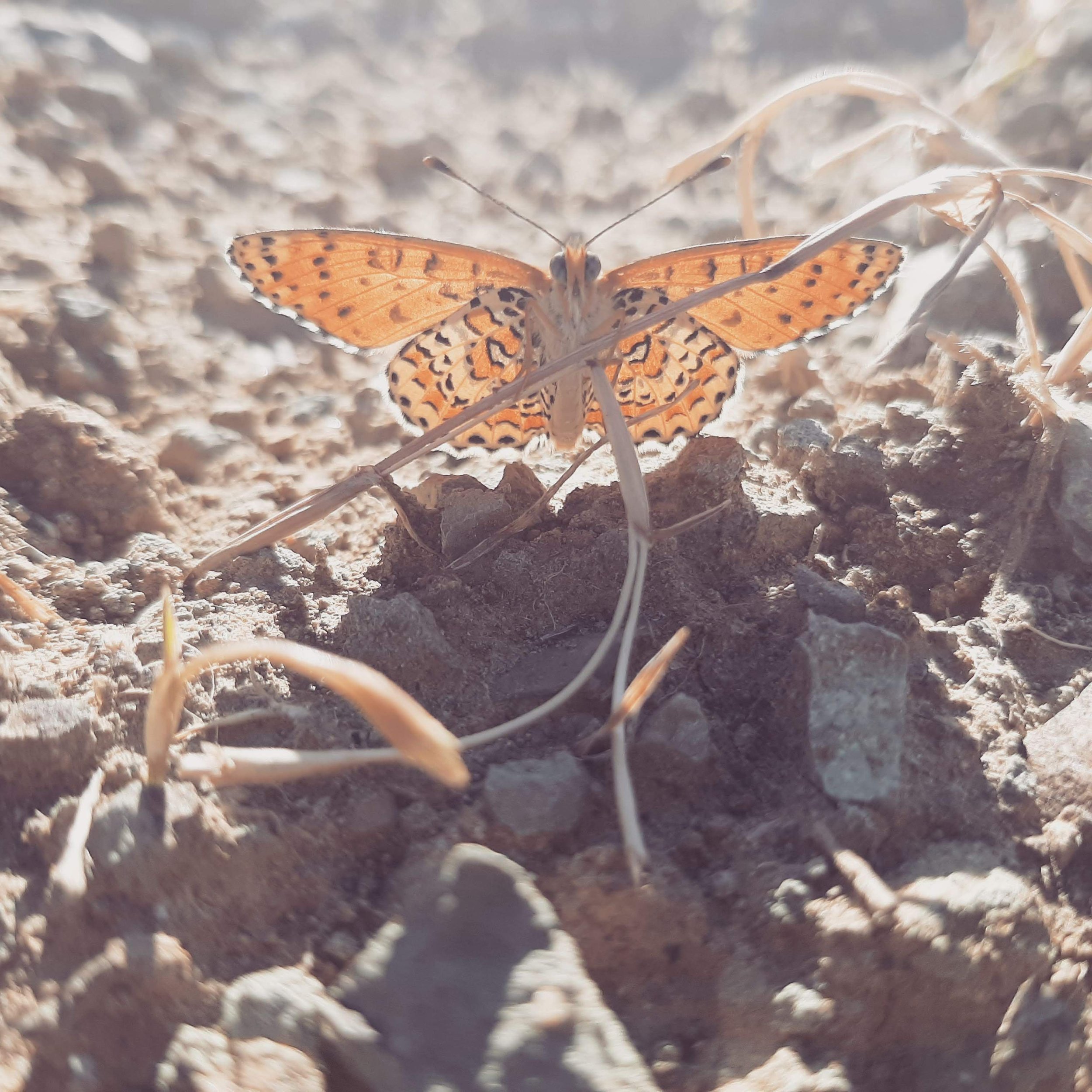 Dünyadaşlık MikroBlog