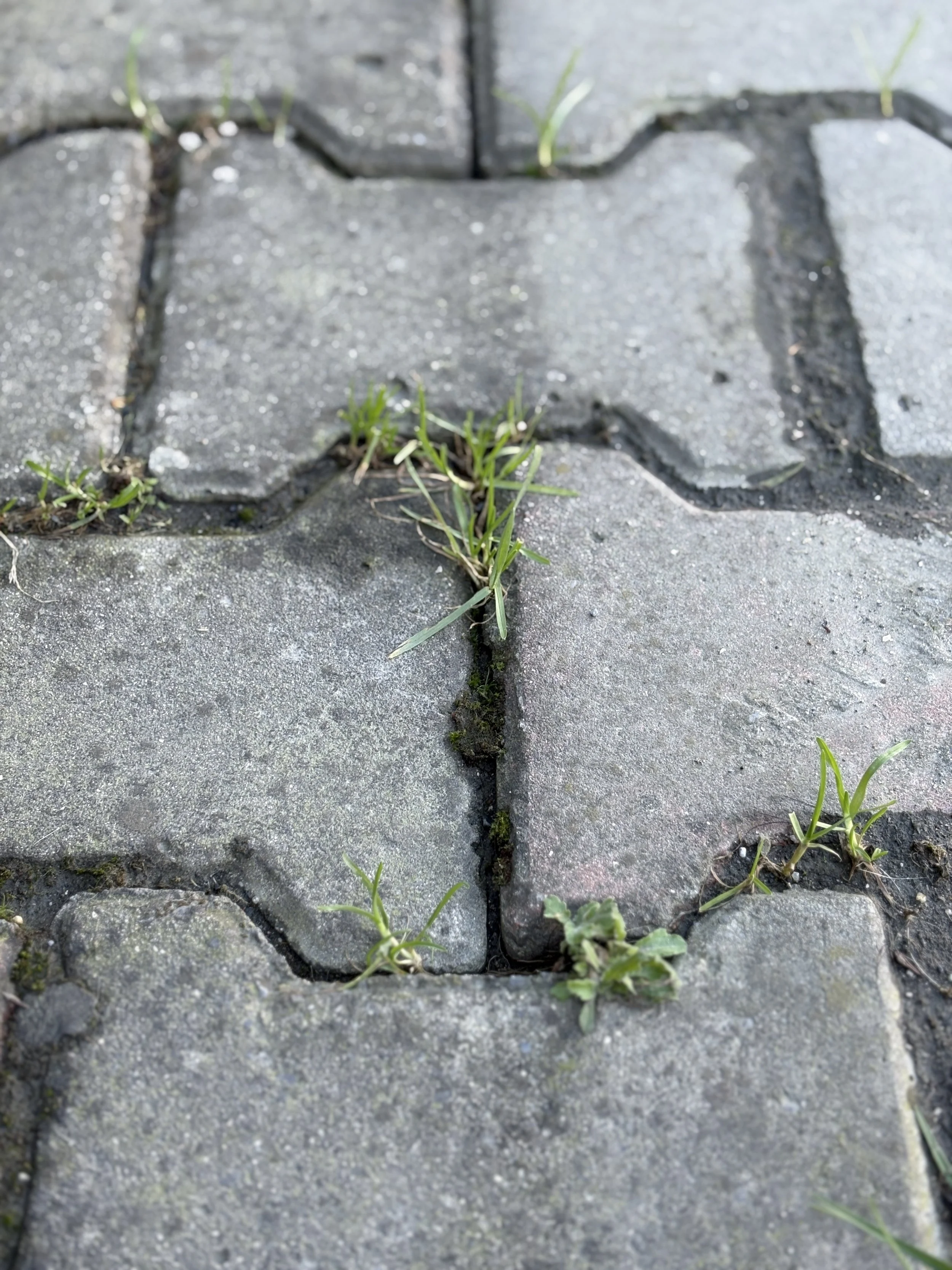 Taşların Arasında Kalan Merak