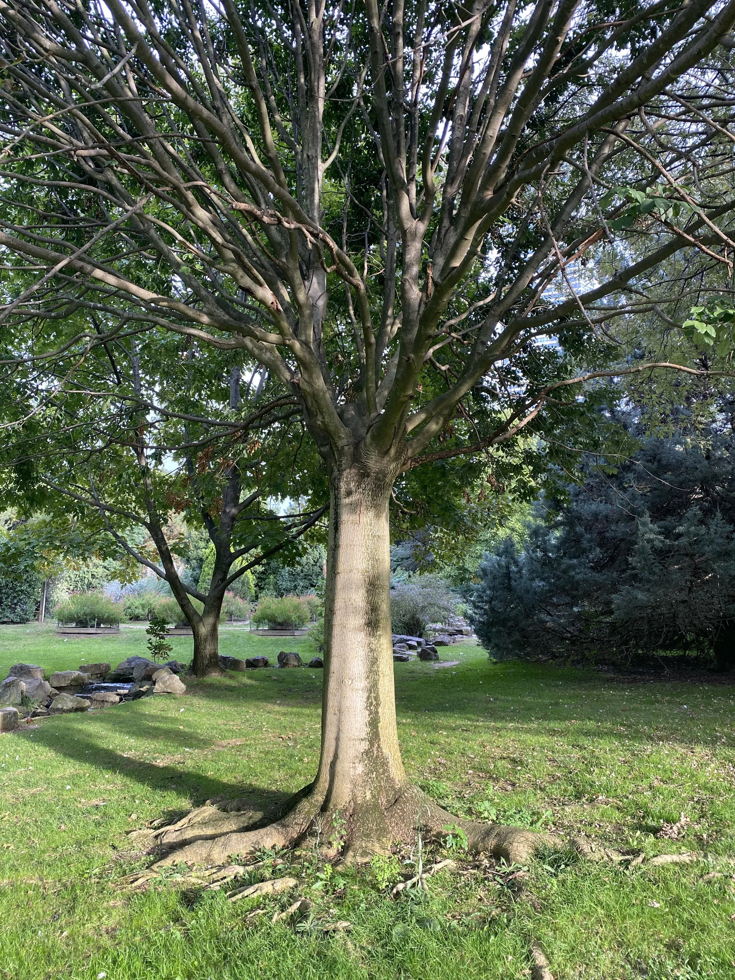 Ağaçların Hatırladığı Dünya