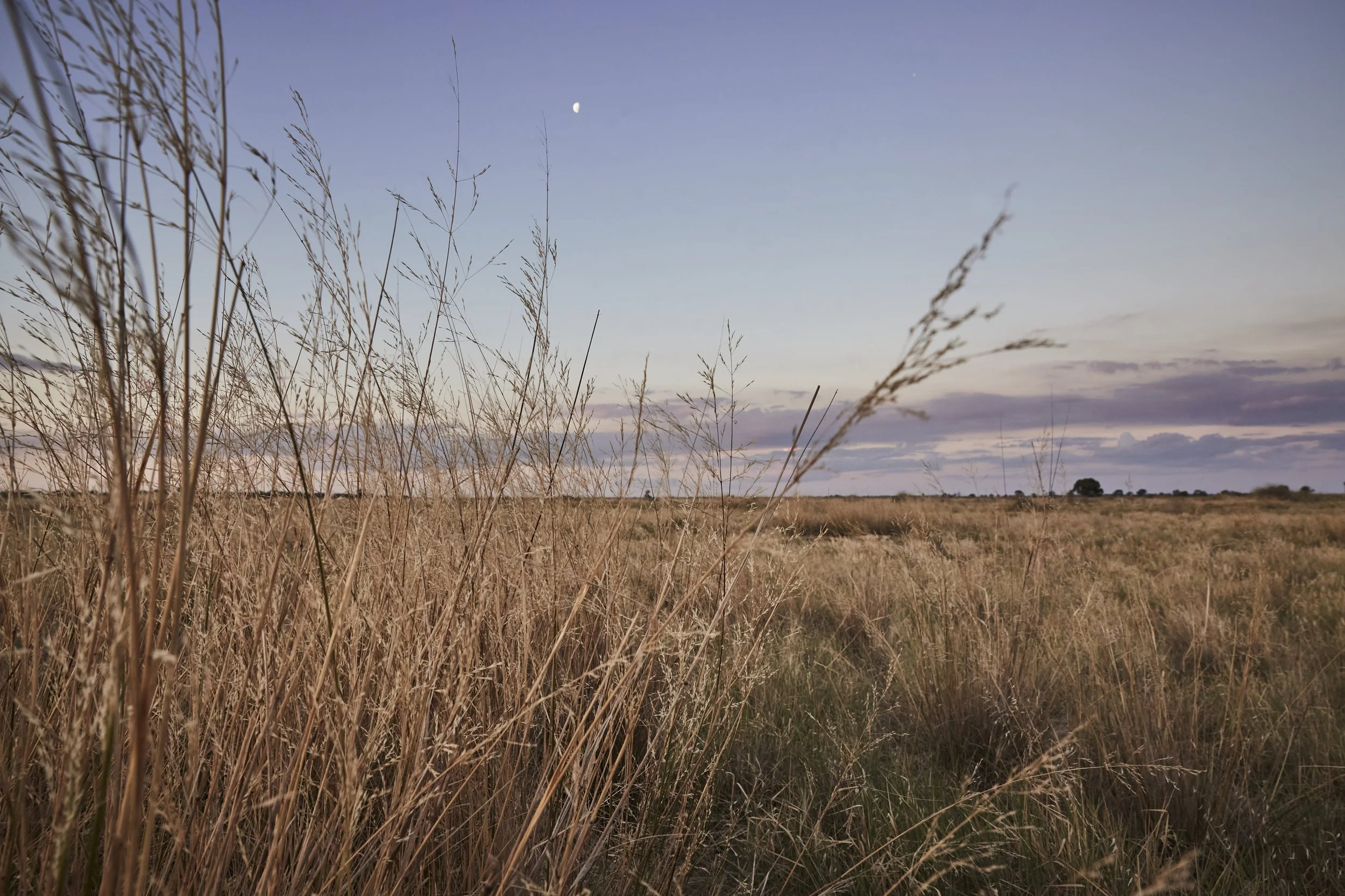 The Origin of Social Biodiversity