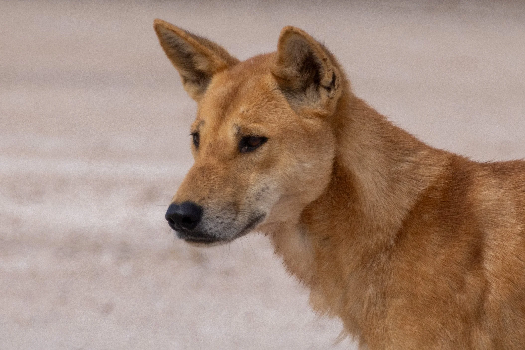 Wild Dingo (South Australia, Australia)