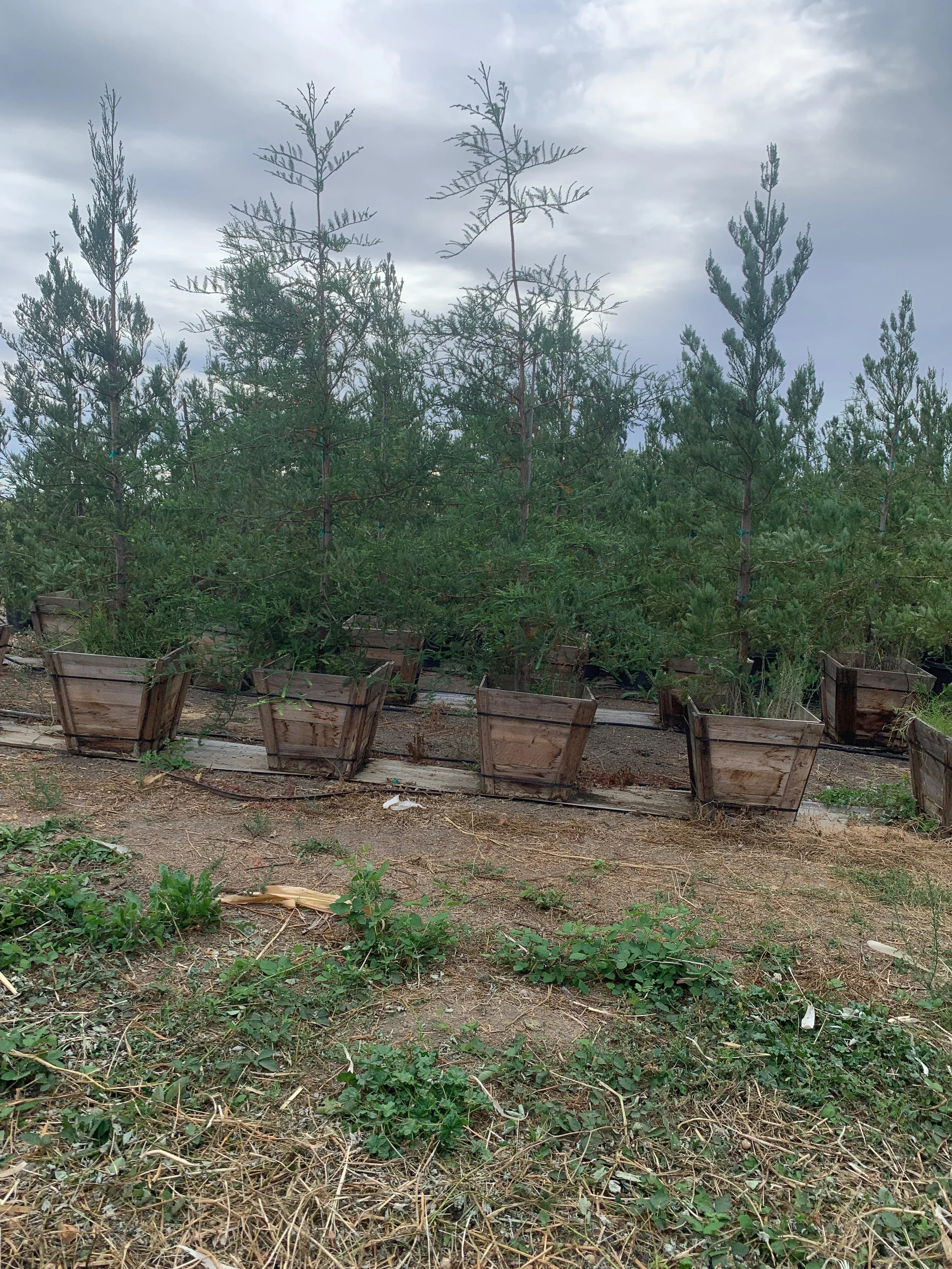 24” Box Coastal Redwood