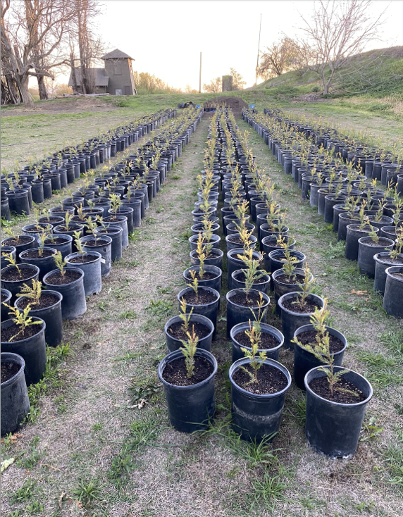 5 Gallon Coastal Redwood