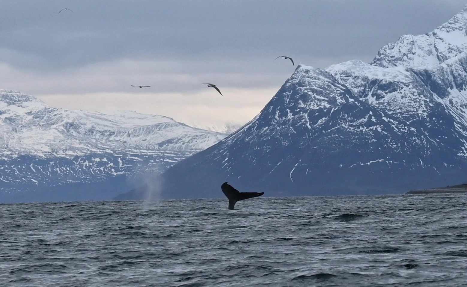 Whale Watching in Skjervøy from Tromsø – How to Get There, Where to Stay &amp; Local Tips 🐋