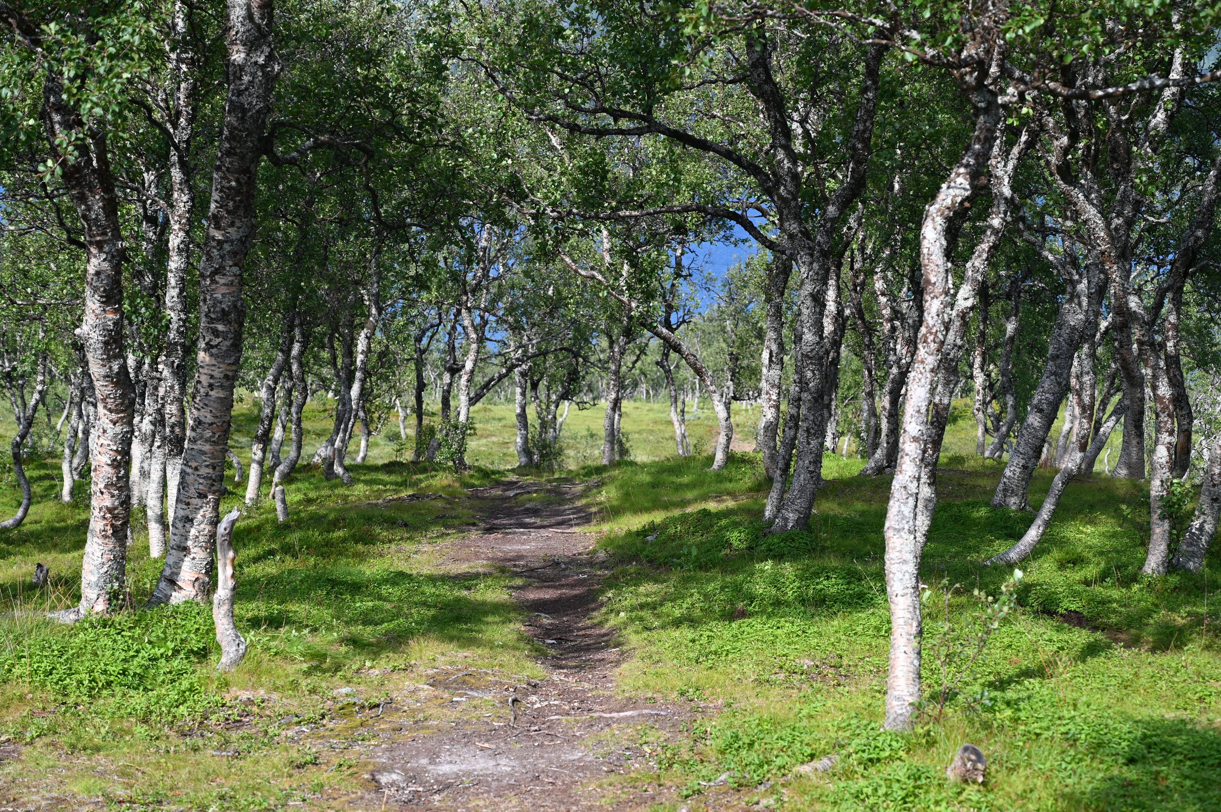 Scenic forest trail on Håkøya island near Tromsø, offering local hiking paths through Arctic woodland with stunning views of the fjords.