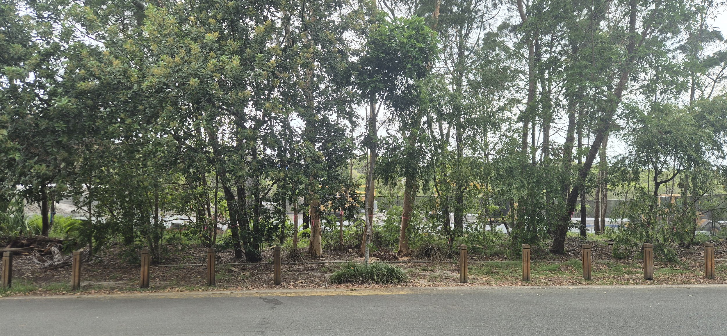 Tree Clearing - Serenity Close