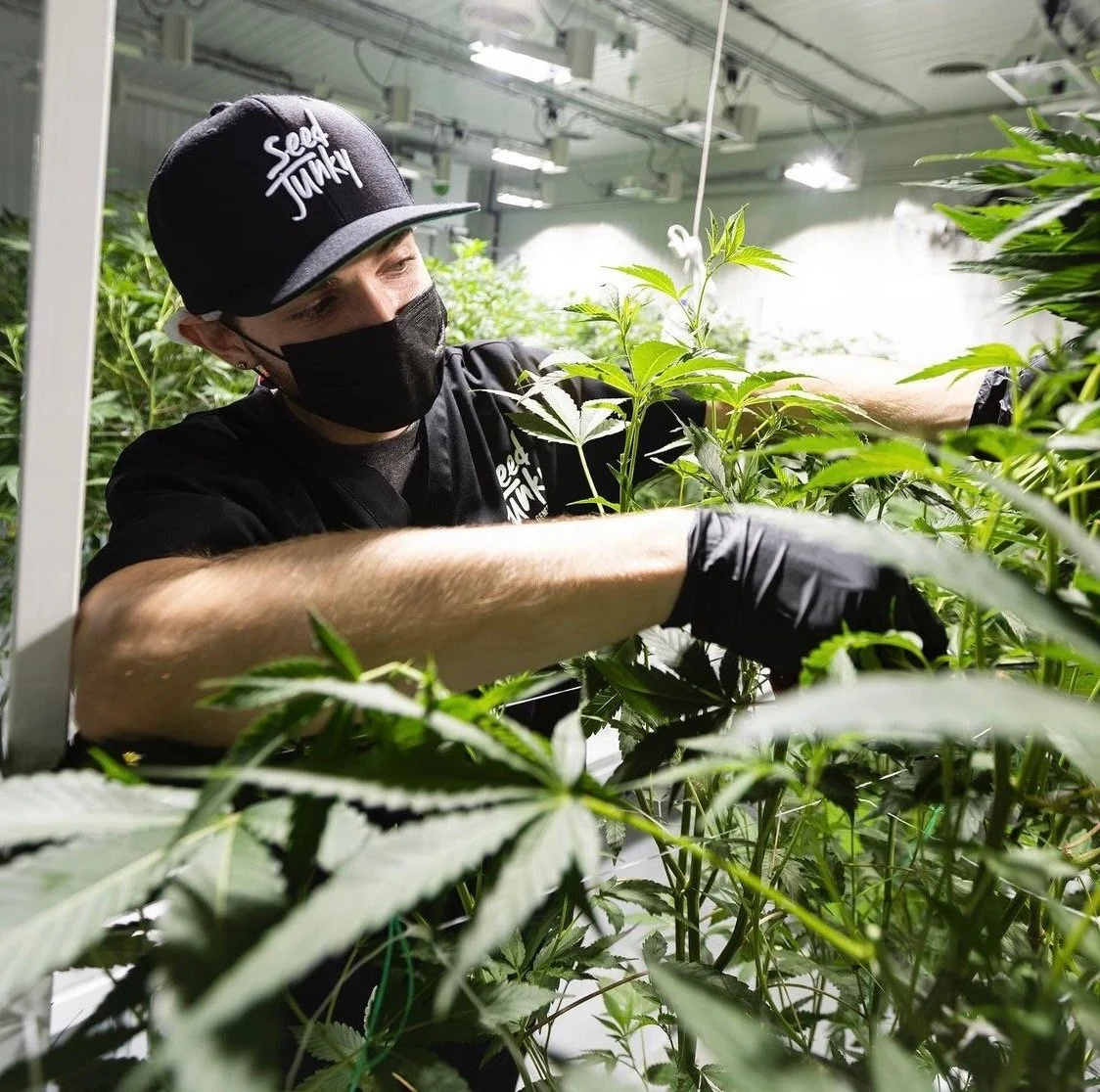 A person wearing a black cap with white writing, a black mask, and black gloves, tending to green cannabis plants in an indoor growing facility.
