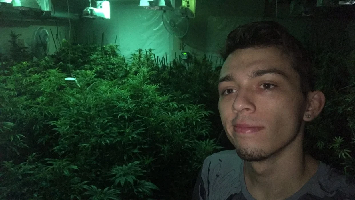 A young man with short dark hair, slight facial hair, and earrings, standing in a marijuana grow room with dense green cannabis plants and grow lights.