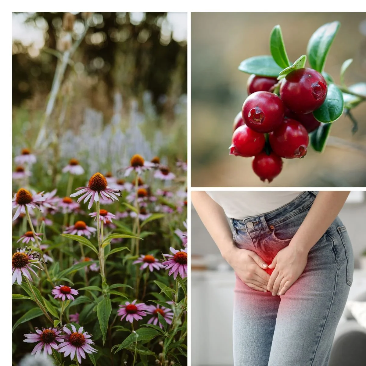 Blæresundhed – når slimhinder, immunforsvar og balance spiller sammen 🌿