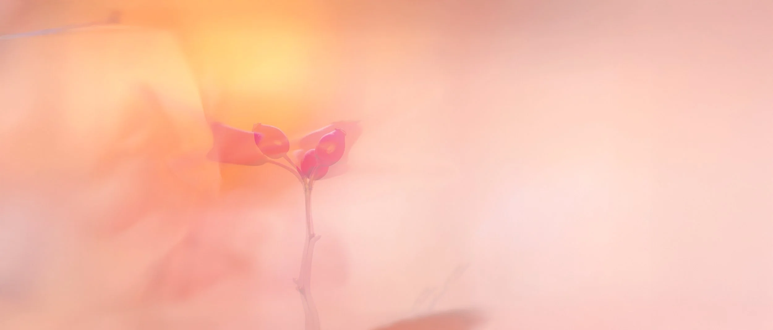 Rosacea – en komplementær forståelse