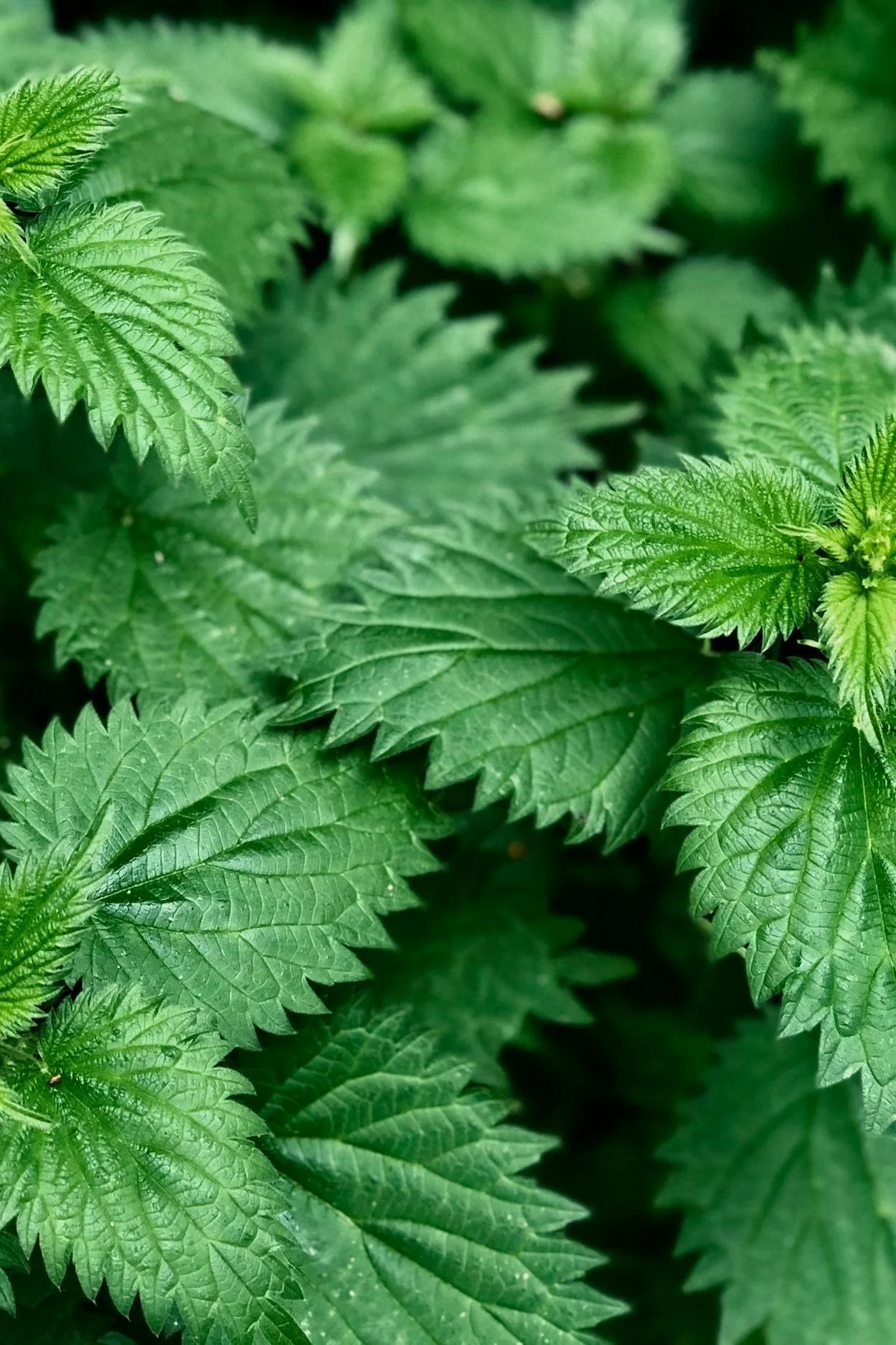 et nærbillede af grønne saftige brændenældeblade