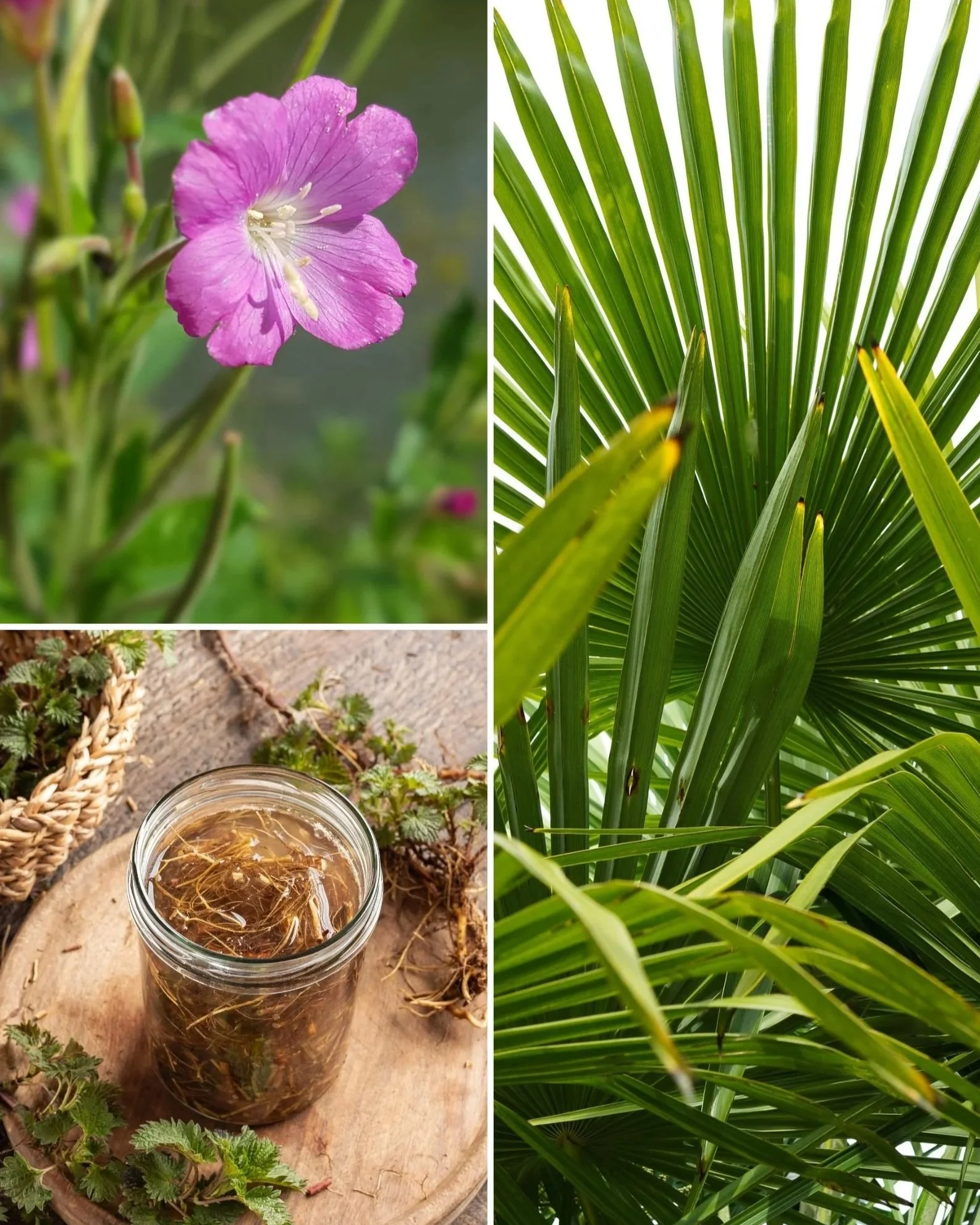 Dunet dueurt (Epilobium parviflorum), savpalme (Serenoa repens) og brændenælderod (Urtica dioica radix) – lægeplanter anvendt ved prostata- og vandladningsgener.