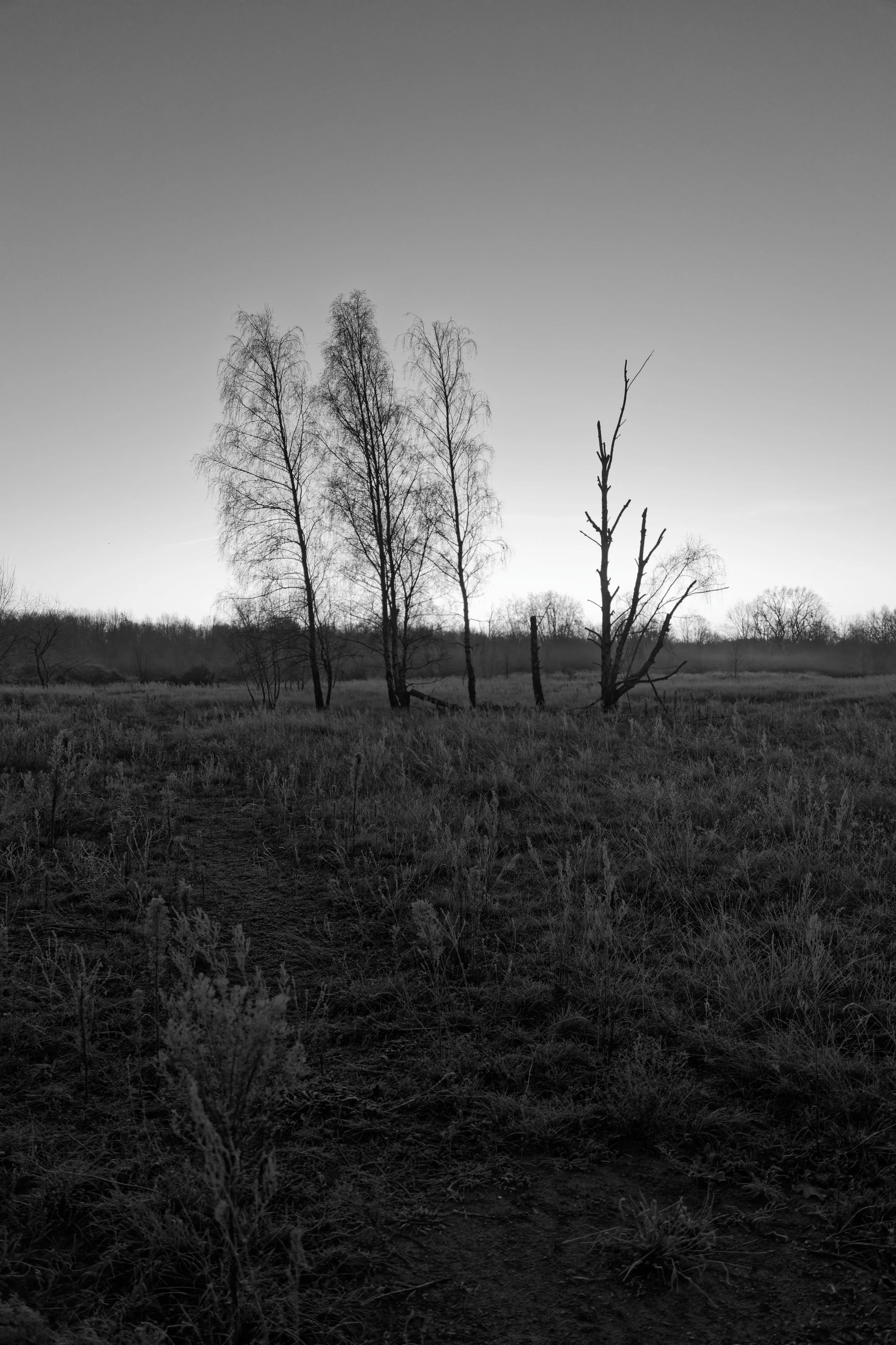 three trees