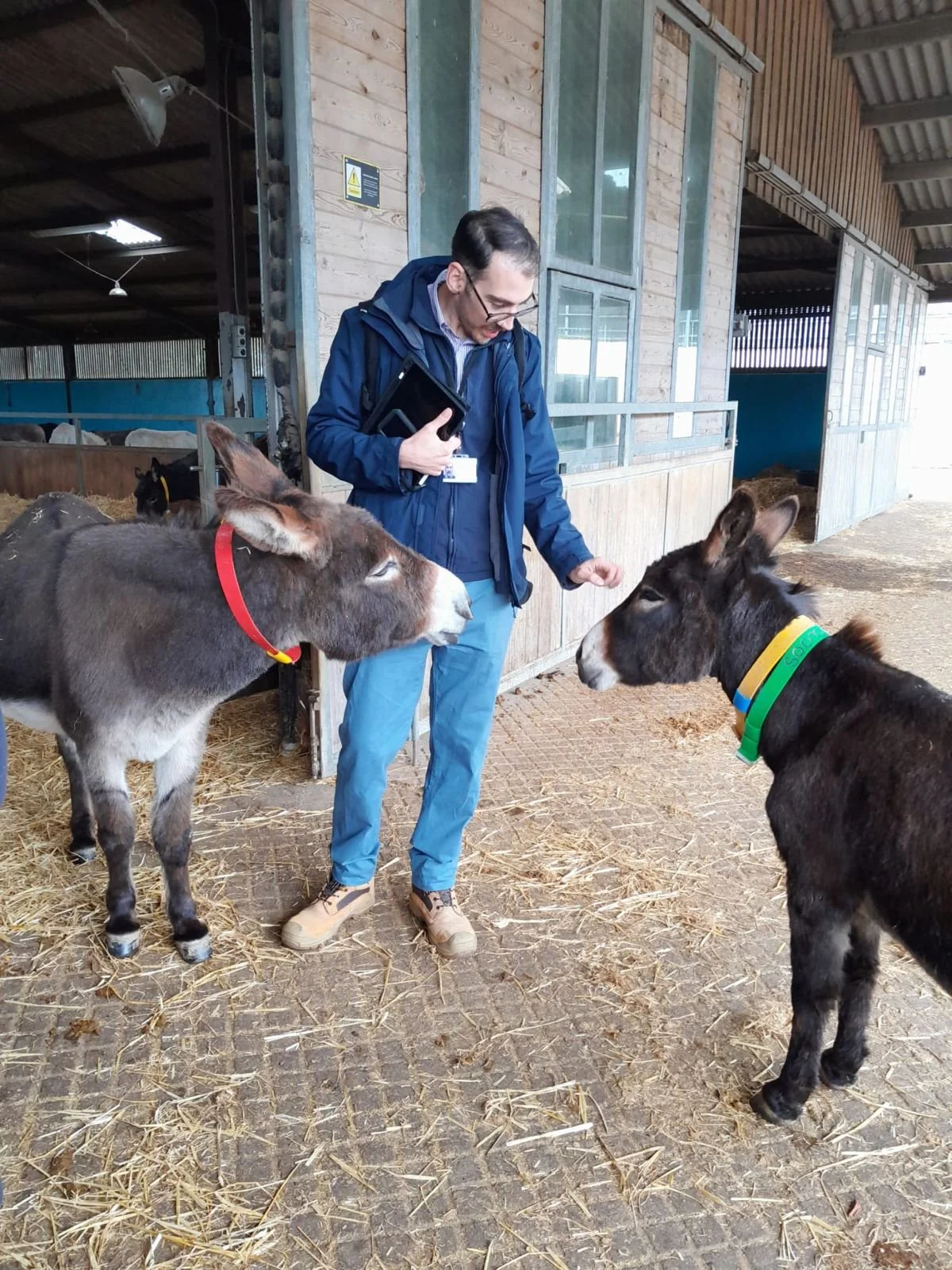 A man in a blue jacket and glasses stands inside a barn, holding a folder, as he interacts with two donkeys. The donkeys are facing each other, each wearing a collar. The barn has wooden walls, large windows, and an open door leading outside.