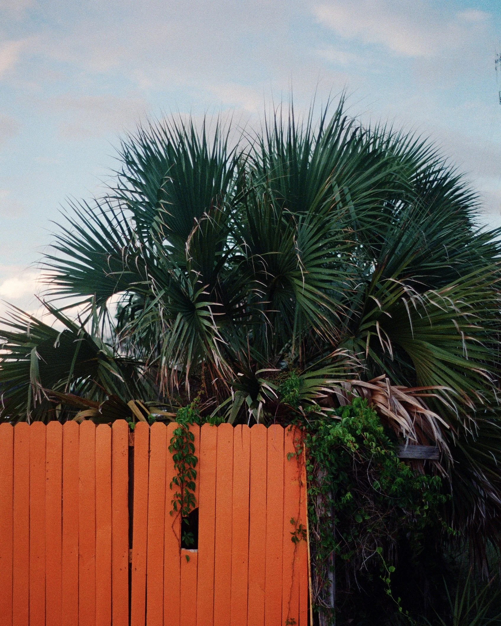Palmen hinter einer orangefarbenen Holzzaun.