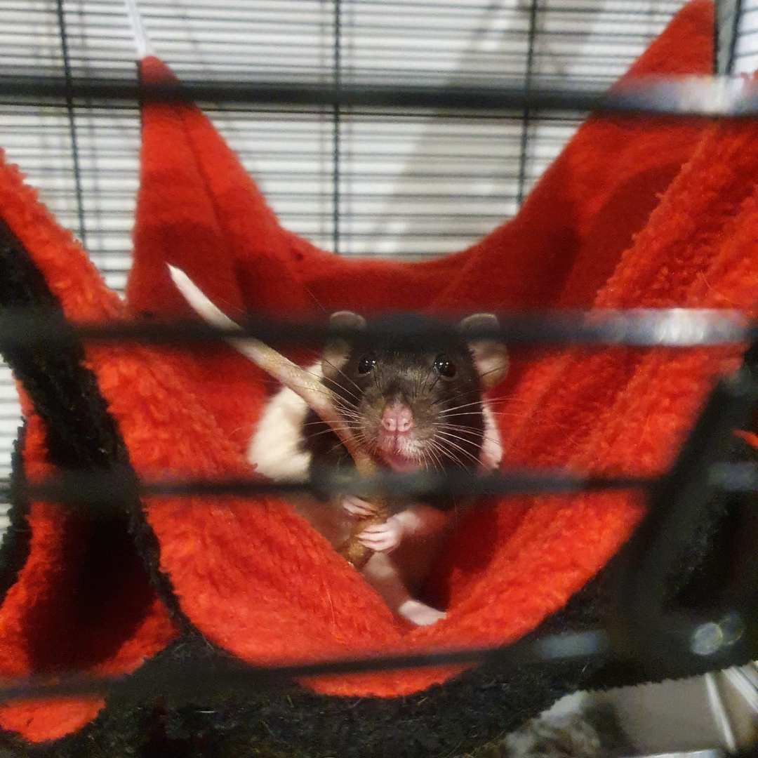 Destasher - Stash Hub - Rat Hammac.png