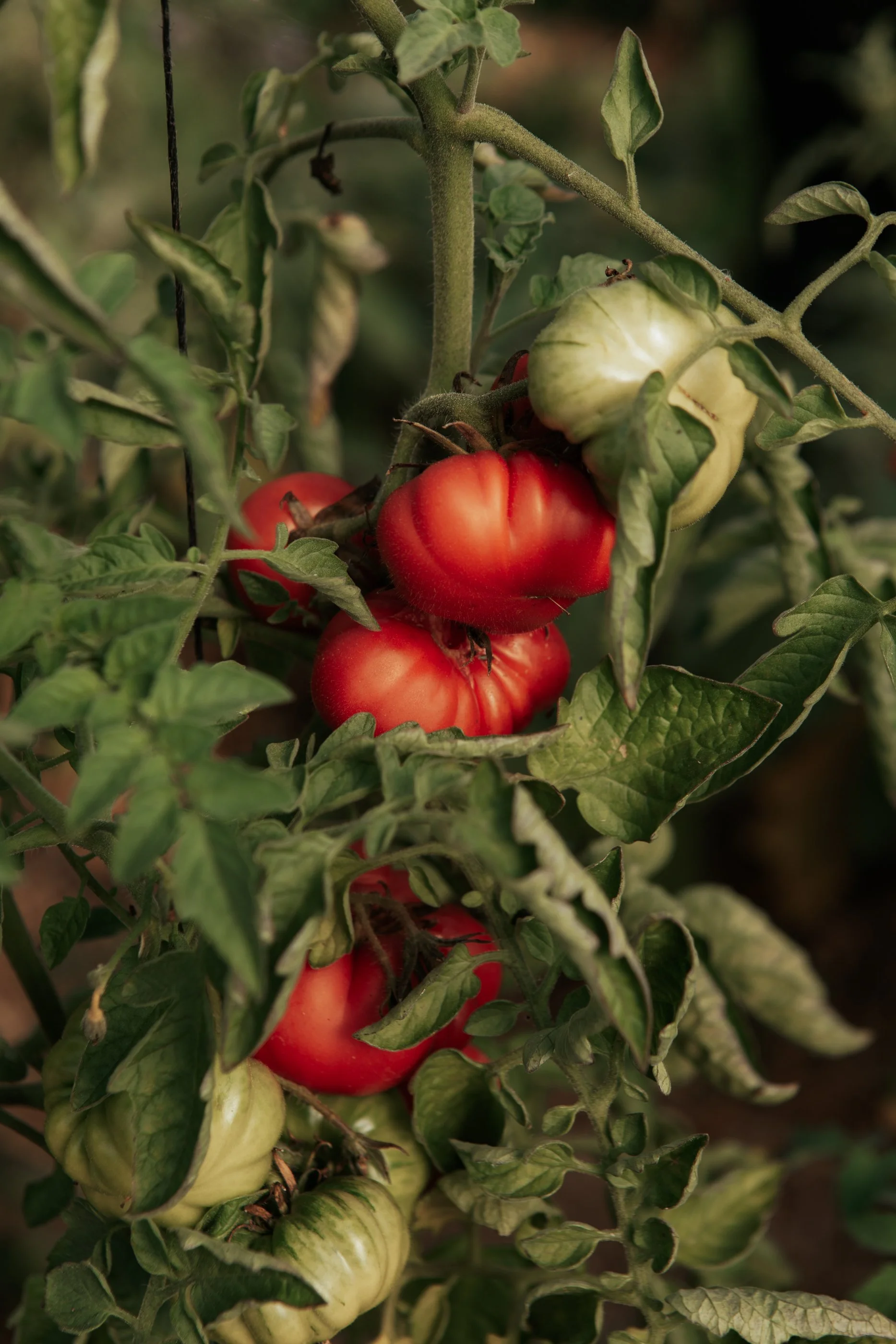 Tomates en croissance sur une plante de jardin, avec certains tomates rouges mûres et d'autres encore vertes.