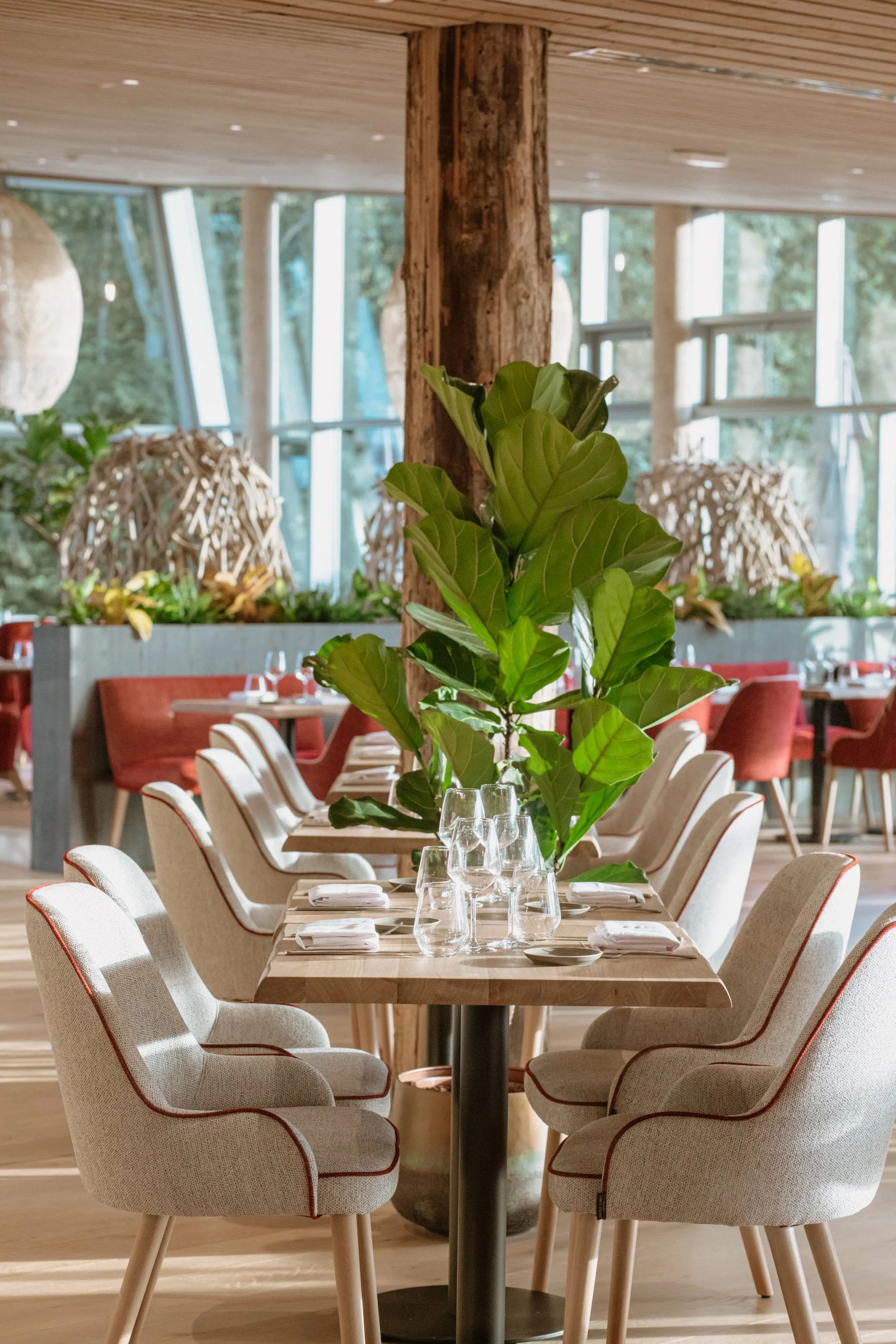 Salle à manger élégante avec une table en bois, ornée de carafes en verre, à côté d'une plante verte et entourée de chaises beige avec une doublure rouge, dans un espace lumineux avec des fenêtres laissant entrer la lumière naturelle.