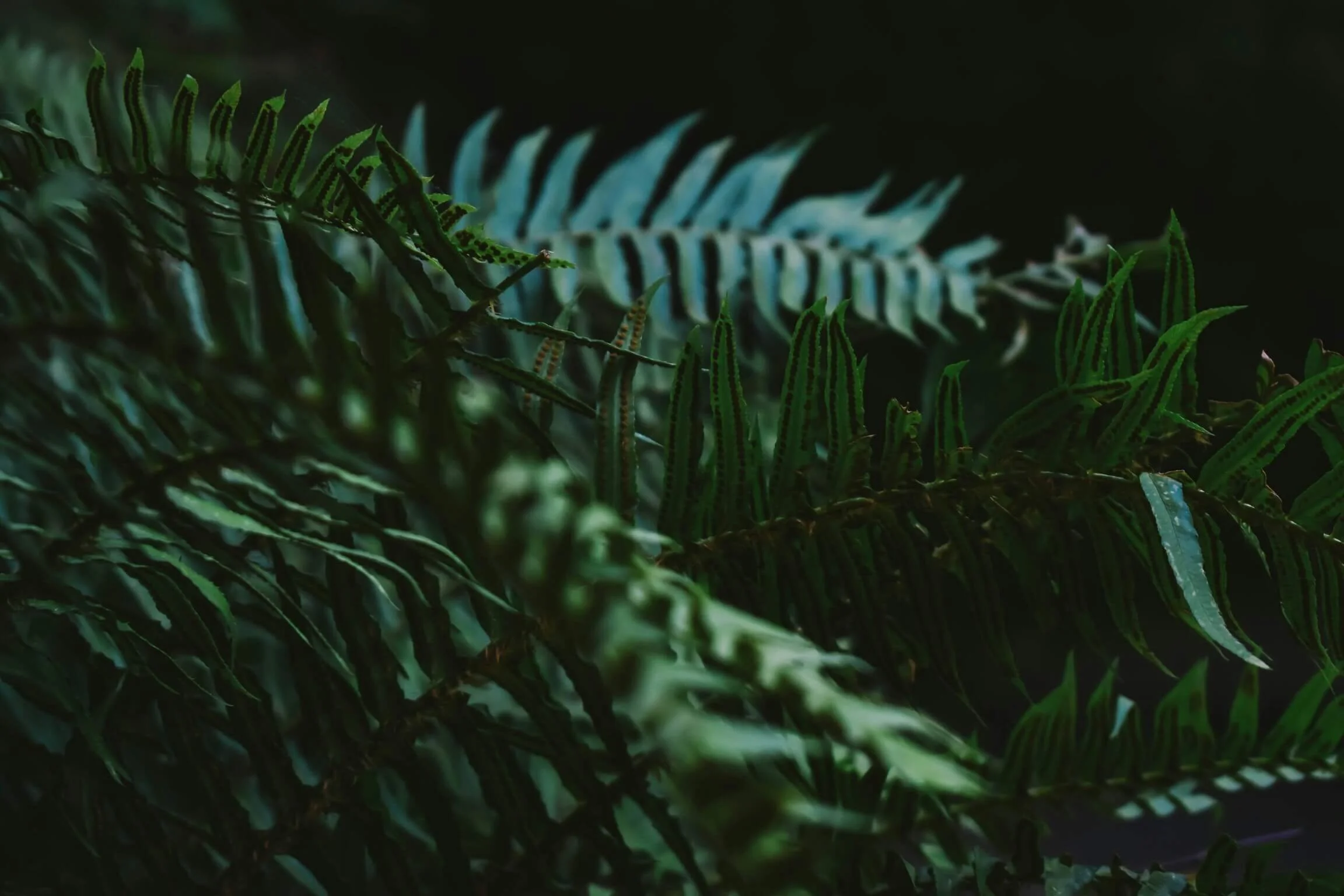 Close-up of green fern leaves in dim lighting.