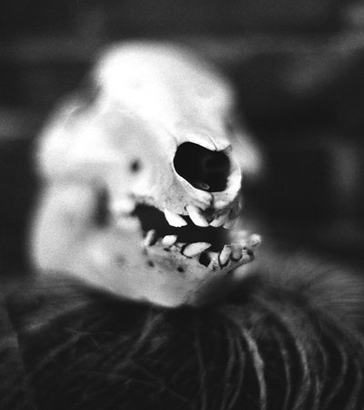 Jones.Pig Skull & Twine.jpg