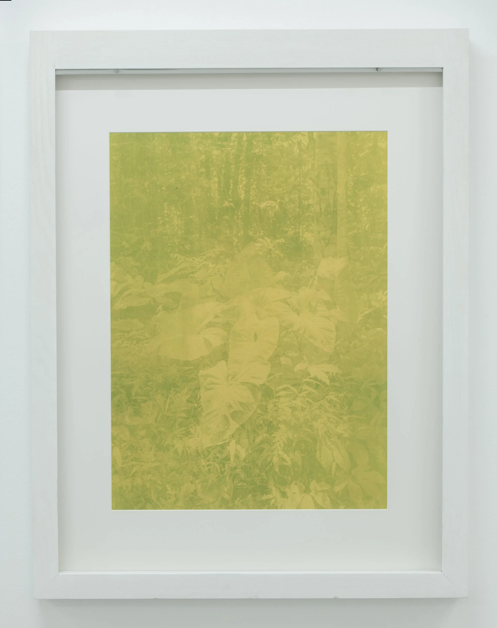 Yann Gross & Arguiñe Escandón, Allpahuayo Mishana, 2019, Phytotype, 75 x 55 cm