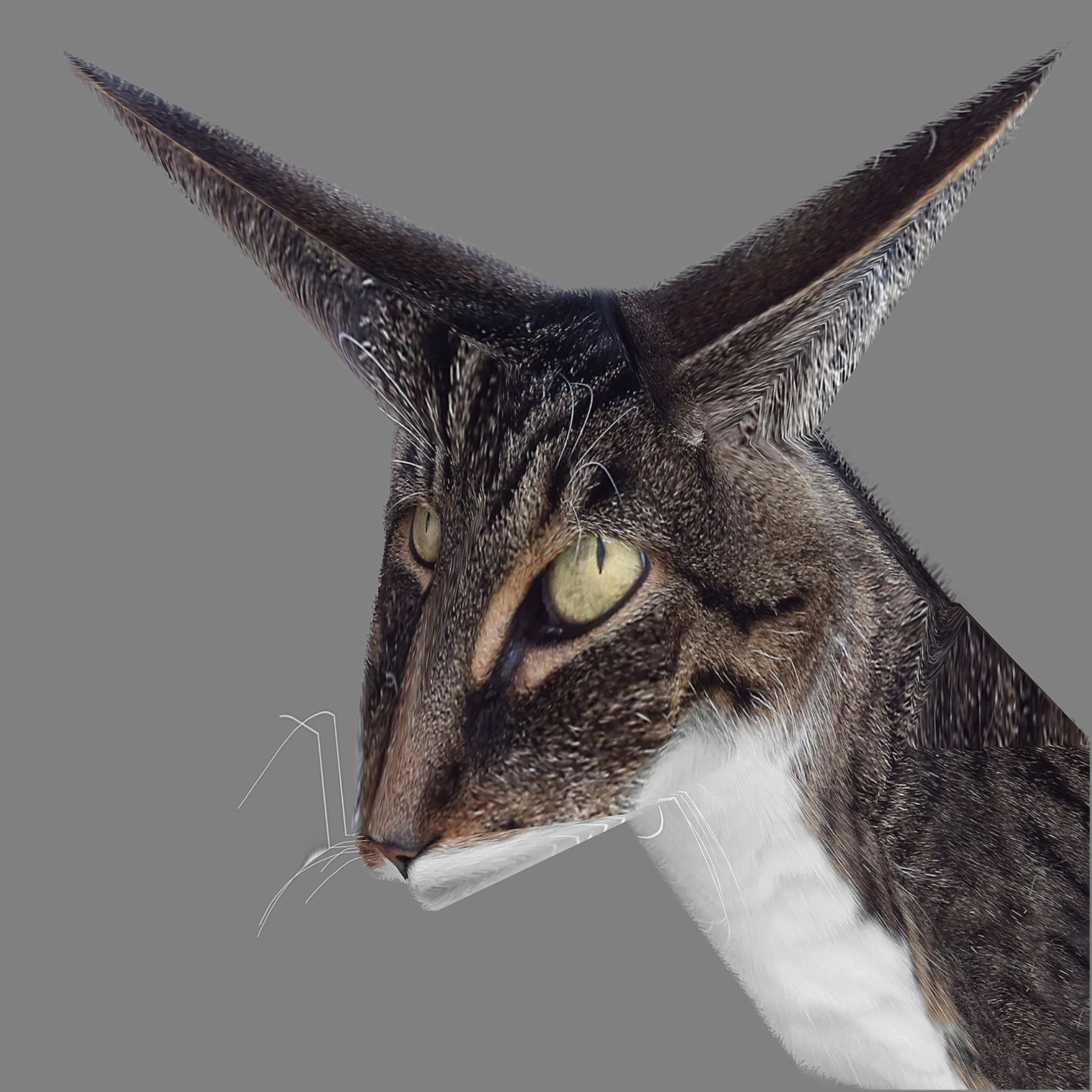 Dirk Koy, Shape Study 06 (Cat), 2019, 00:15, Photography, animation