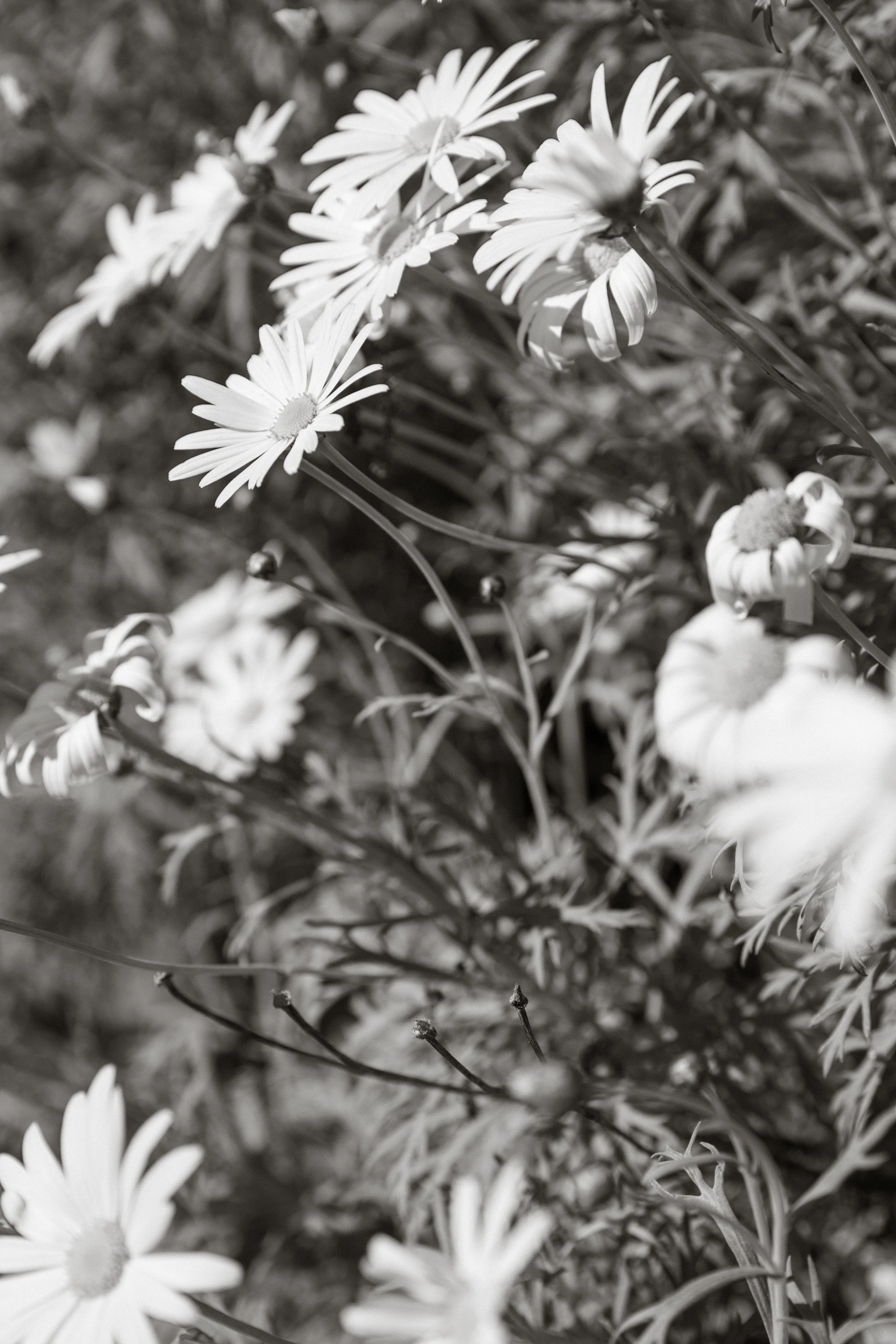 Gerosa Family-3445.jpg