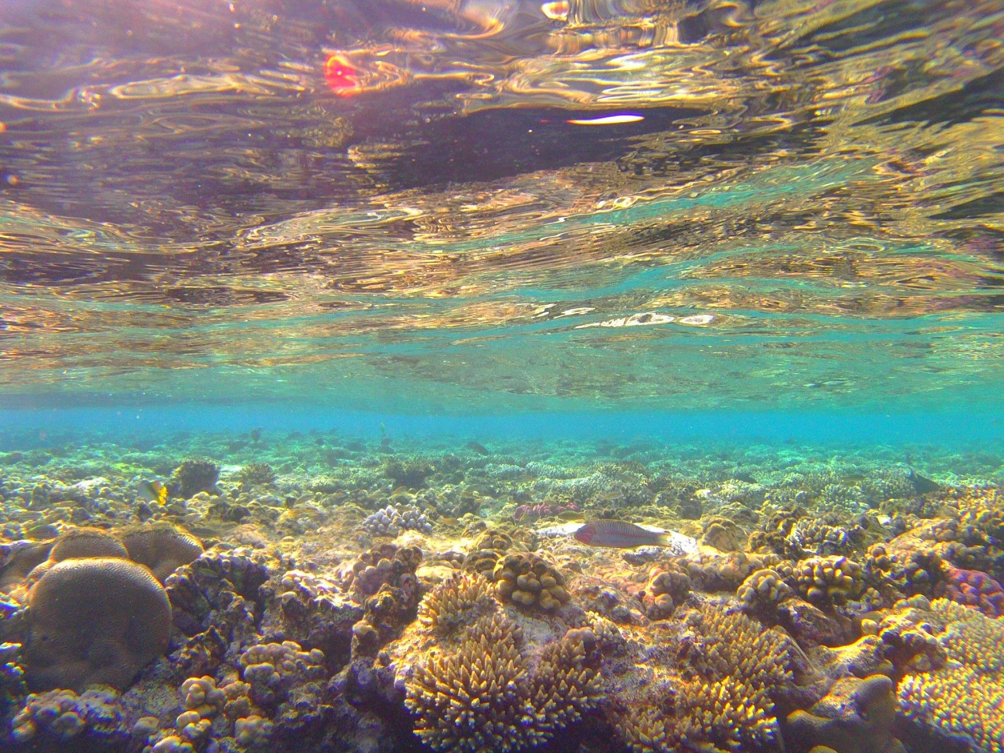 Listening to the Red Sea - my time in Dahab (Egypt)