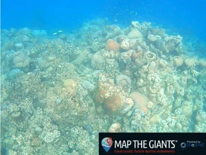 Giant corals in the Maldives: a research expedition with big impact