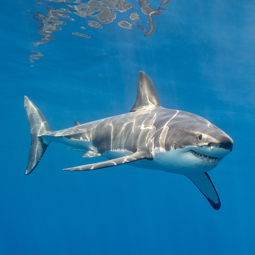 Sharks need to be protected, not feared.
