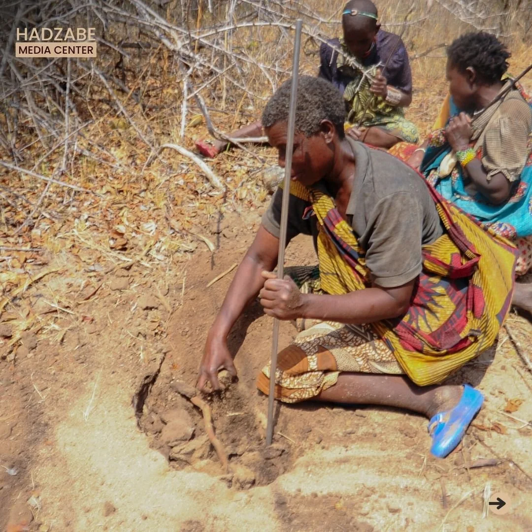 A picture showing a group of Hadzabe women with sticks digging for roots