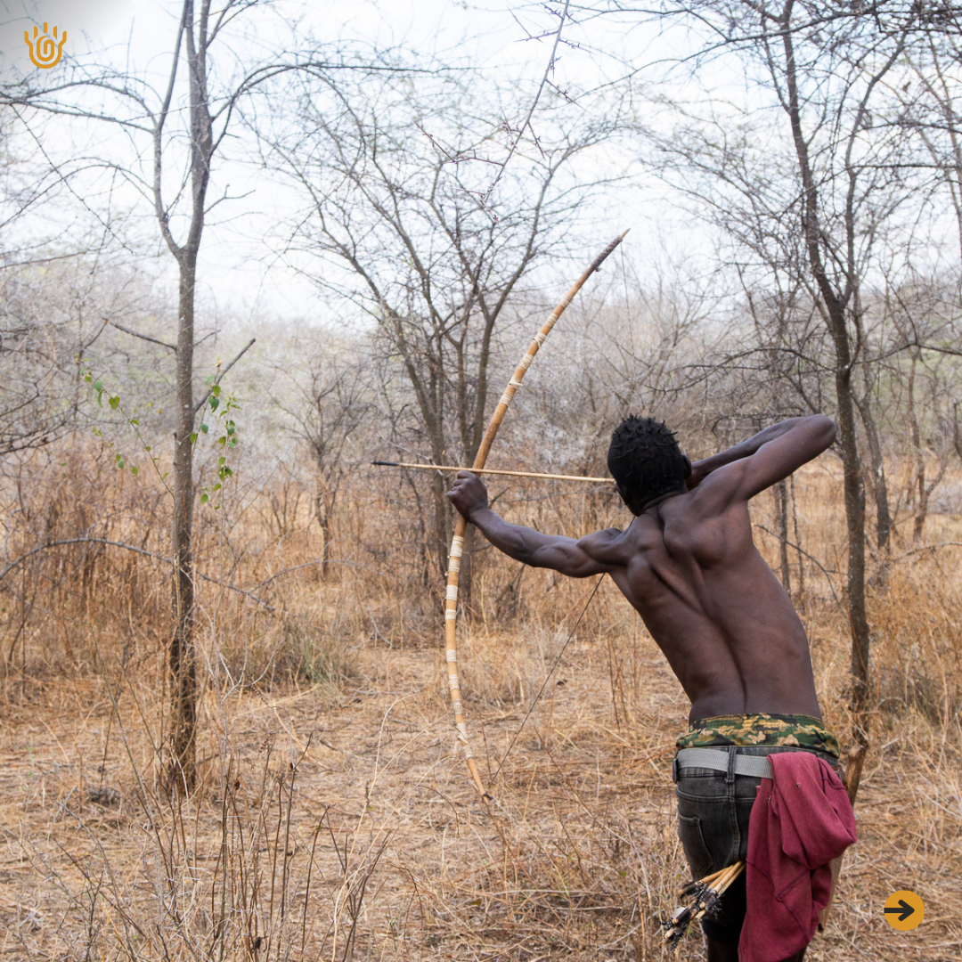 A picture of a Hadzabe man aiming at something in the bushes with his bow and arrow