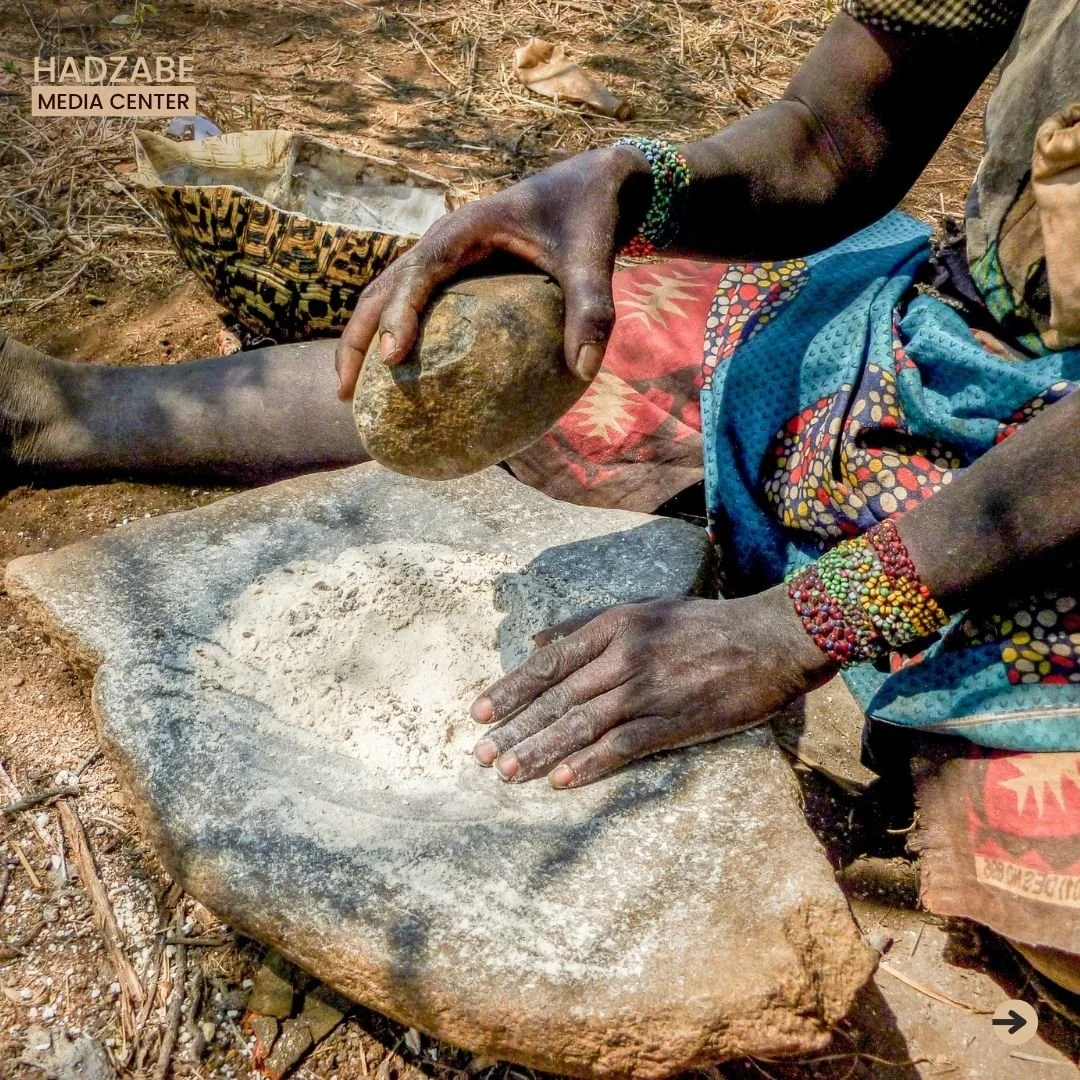 A close view of crushed baobab fruits on a stone, and a hand of a Hadzabe woman holding the smashing stone