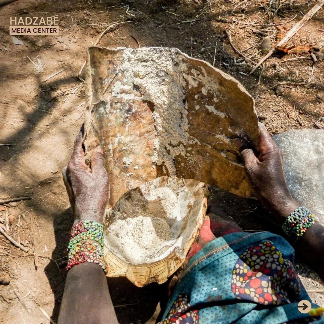 A close view of a now powder baobab fruits in a tortoise shell after being crushed several times by the Hadzabe woman