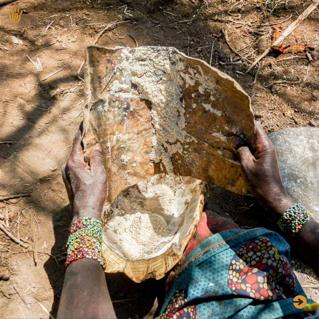 A close view of a now powder baobab fruits in a tortoise shell after being crushed several times by the Hadzabe woman