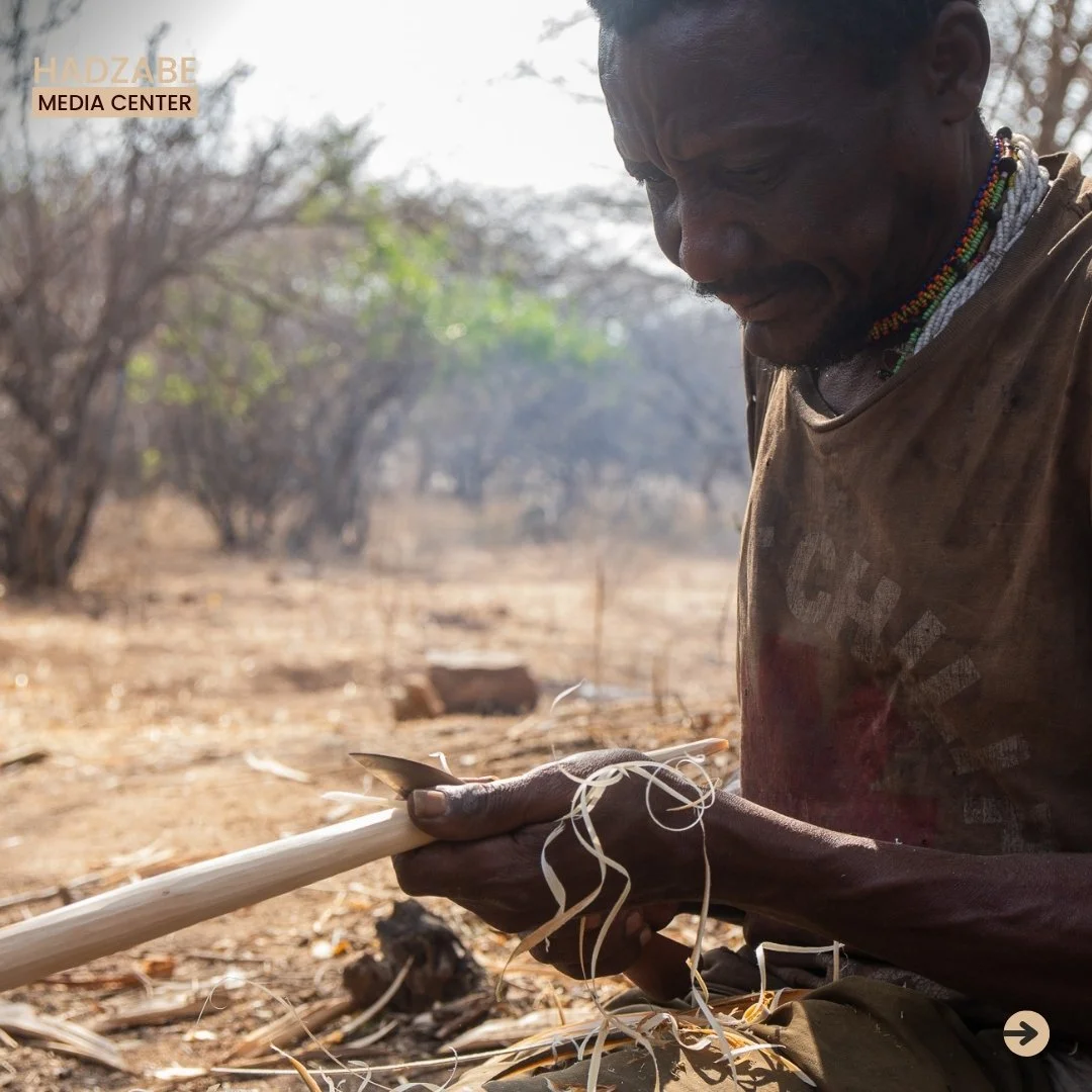 A picture of a Hadzabe man removing tree back and smoothing a stick