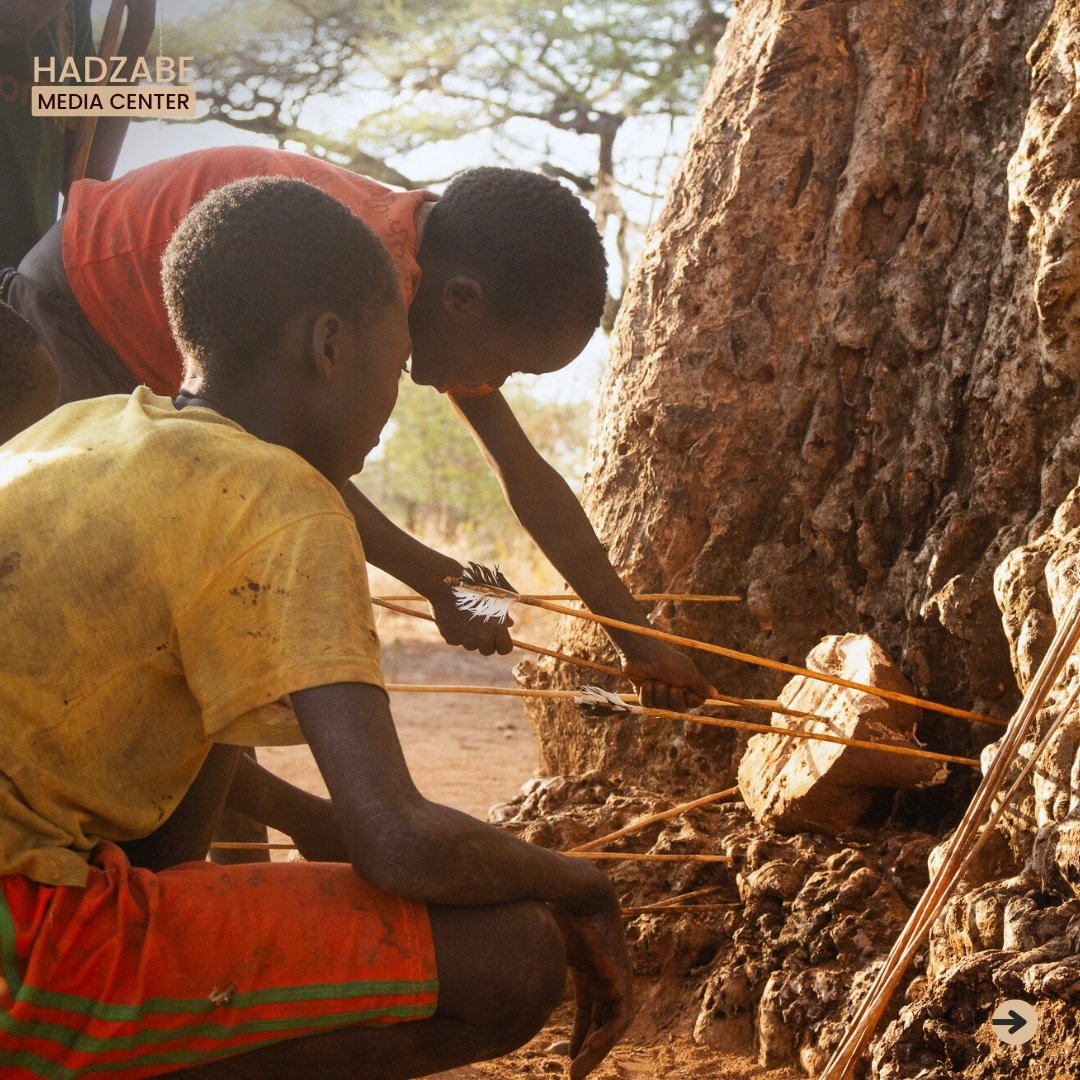 A picture of two Hadzabe kids pulling out their arrows from a baobab tree log