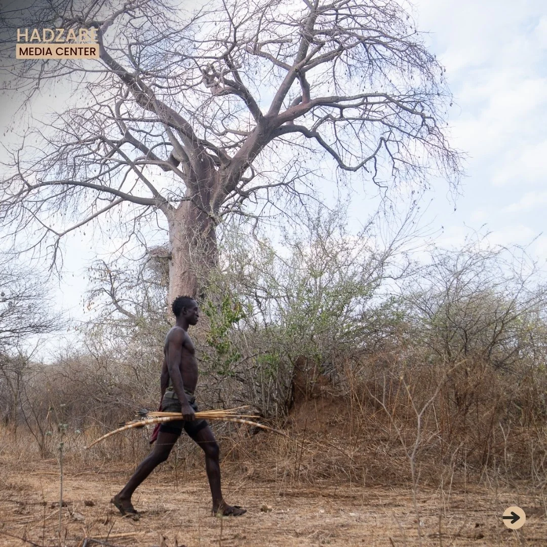 A picture of a Hadzabe warrior walking in a bush holding his bow and arrows