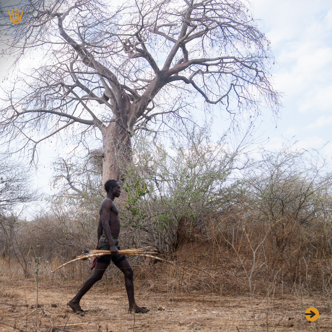 A picture of a Hadzabe warrior walking in a bush holding his bow and arrows