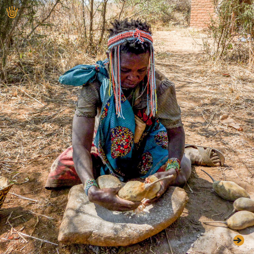 A picture showing a Hadzabe woman placing baobab fruits on a stone, for making a traditional nutritious juice from it 