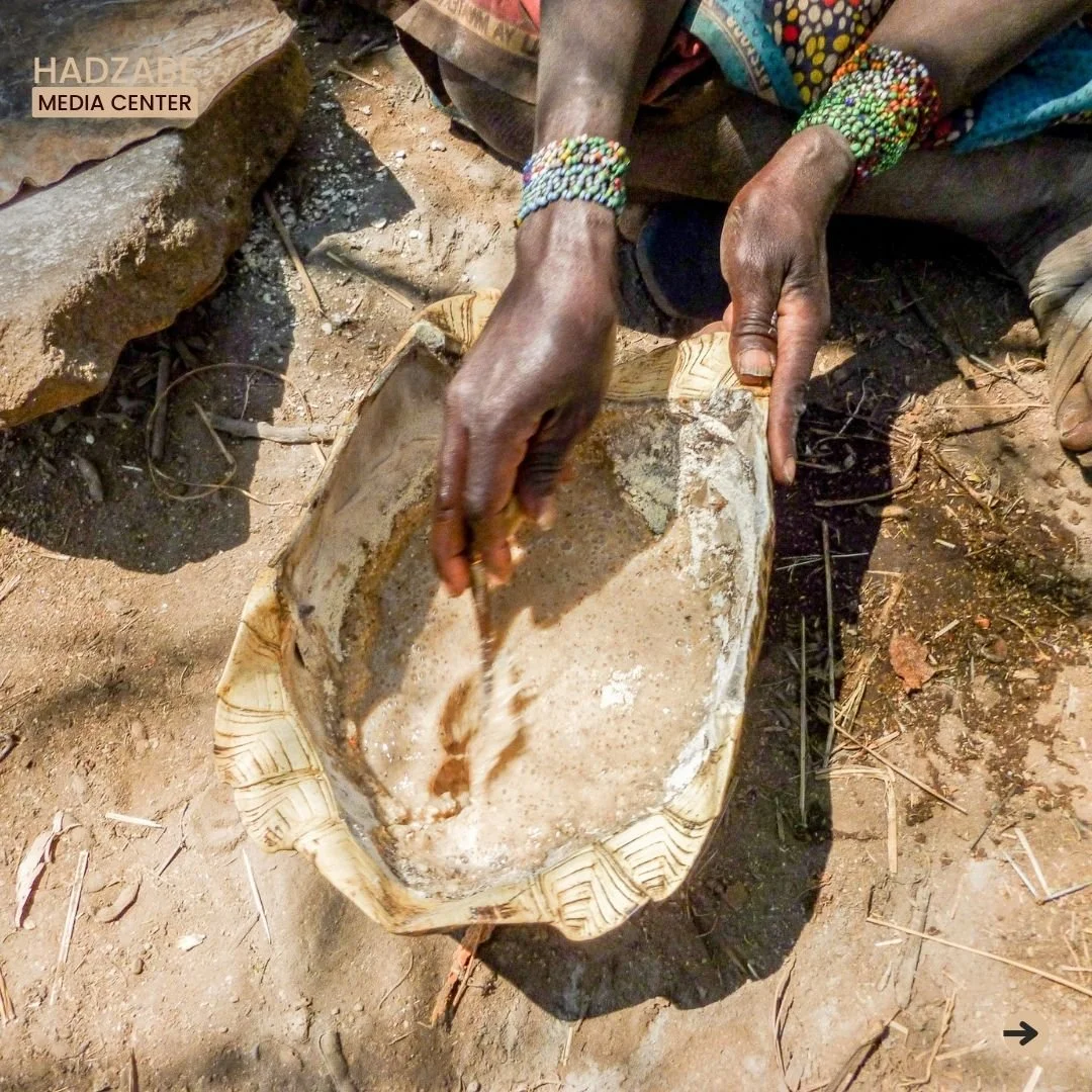 A mixture of water and crushed baobab fruit powder placed in a tortoise shell. This nutritious juice is ready to be served as a traditional juice by the Hadzabe tribe in Tanzania