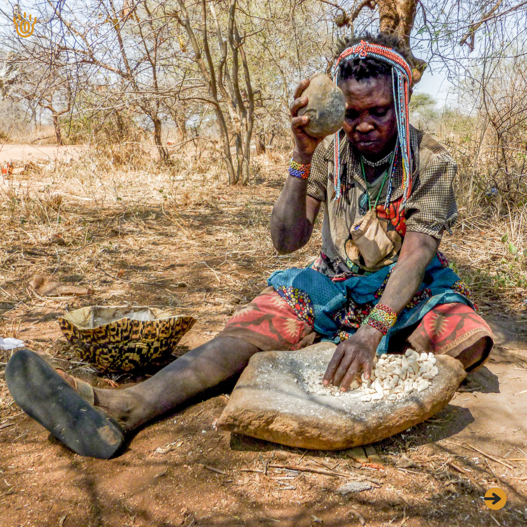 A picture showing a Hadzabe woman crushing baobab fruits against a stone as she prepares a traditional nutritious juice from it 