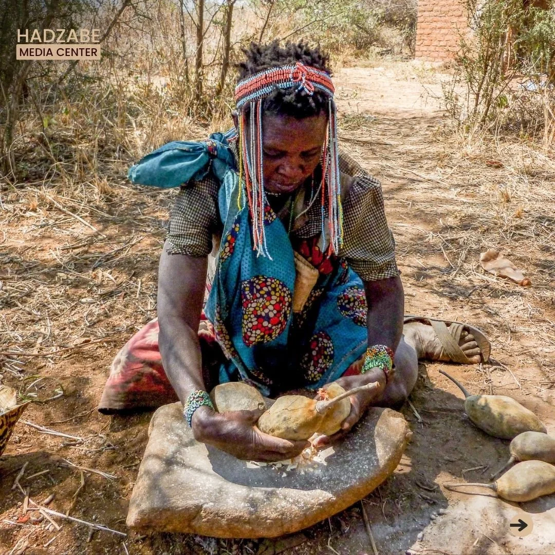 A picture showing a Hadzabe woman placing baobab fruits on a stone, for making a traditional nutritious juice from it 